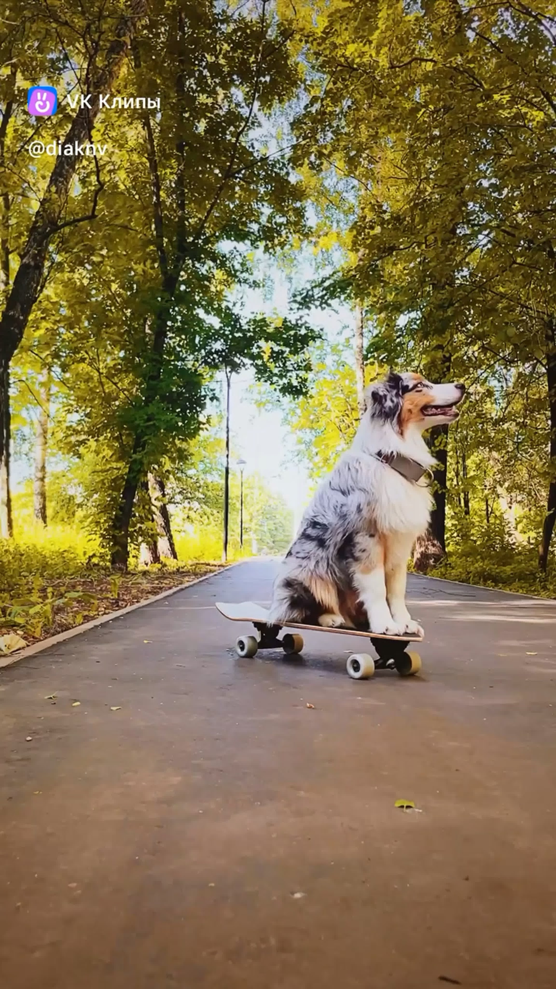 Фотограф животных в Москве и Московской области. Профессиональный фотограф в Москве — Максим Дьяконов