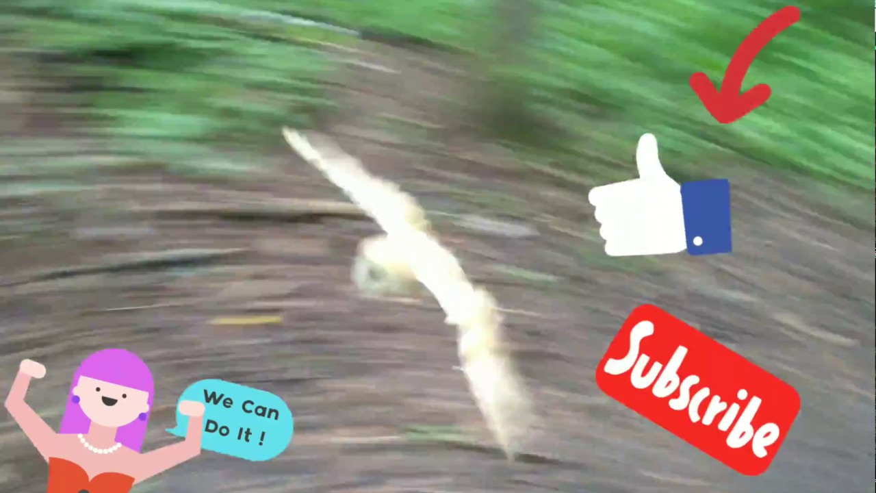 Фотограф животных в Москве и Московской области. Профессиональный фотограф в Москве — Максим Дьяконов