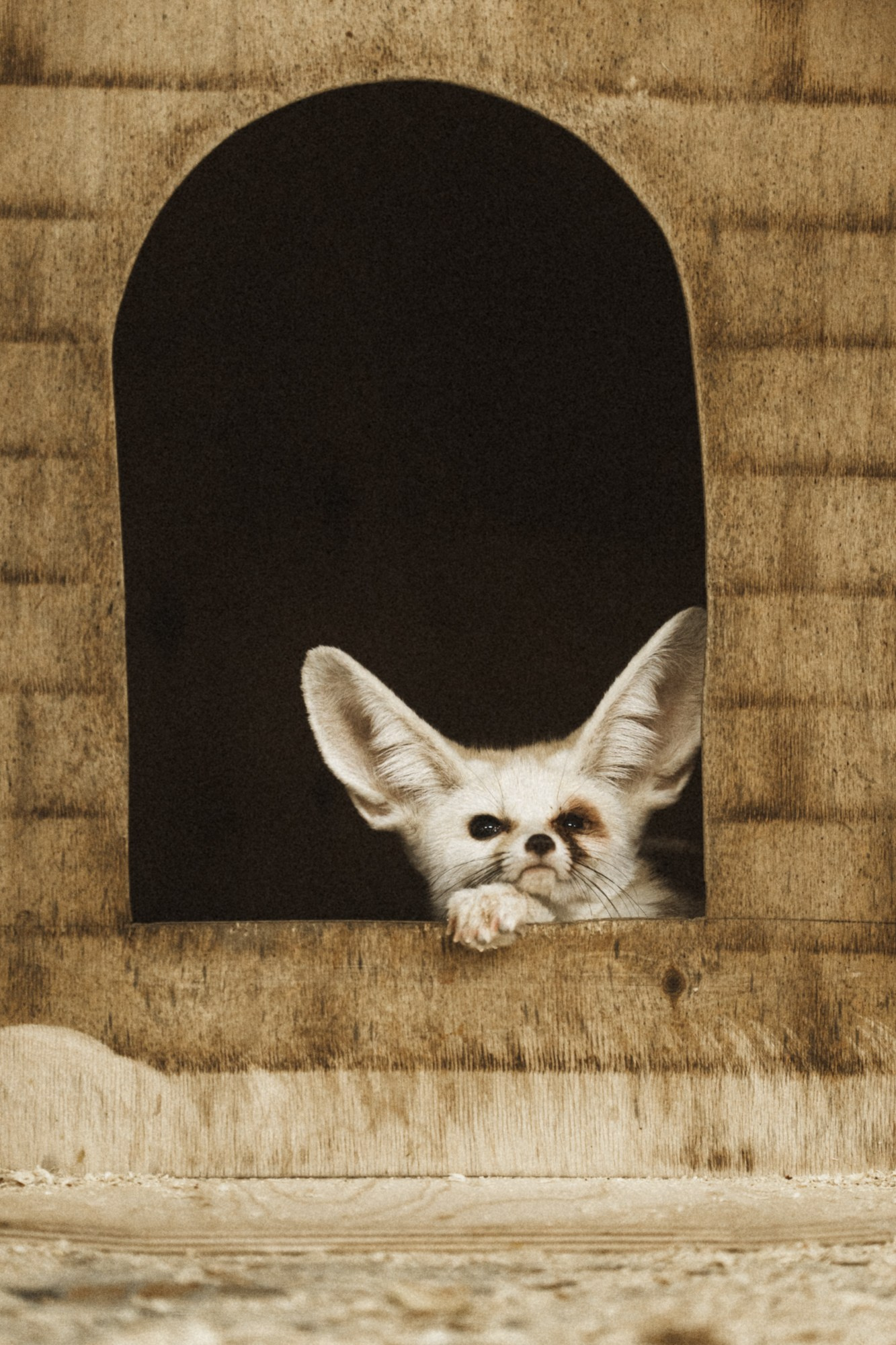 Карельский зоопарк