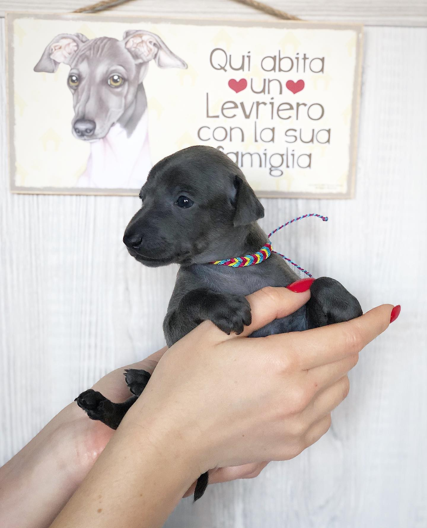 Весенние крошки. Профессиональный питомник левреток РКФ/FCI ASTI SAPPHIRE 💎 Сочи|Санкт-Петербург