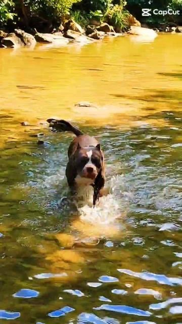 Булли покет сука Кола. ПИТОМНИК СОБАК ПОРОДЫ АМЕРИКАНСКИЙ БУЛЛИ