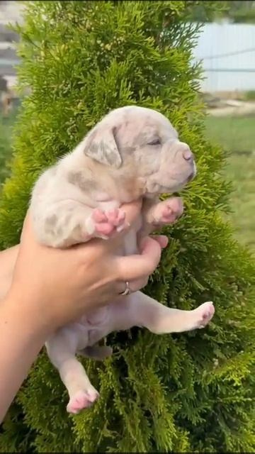 Дети Локомотива. ПИТОМНИК СОБАК ПОРОДЫ АМЕРИКАНСКИЙ БУЛЛИ