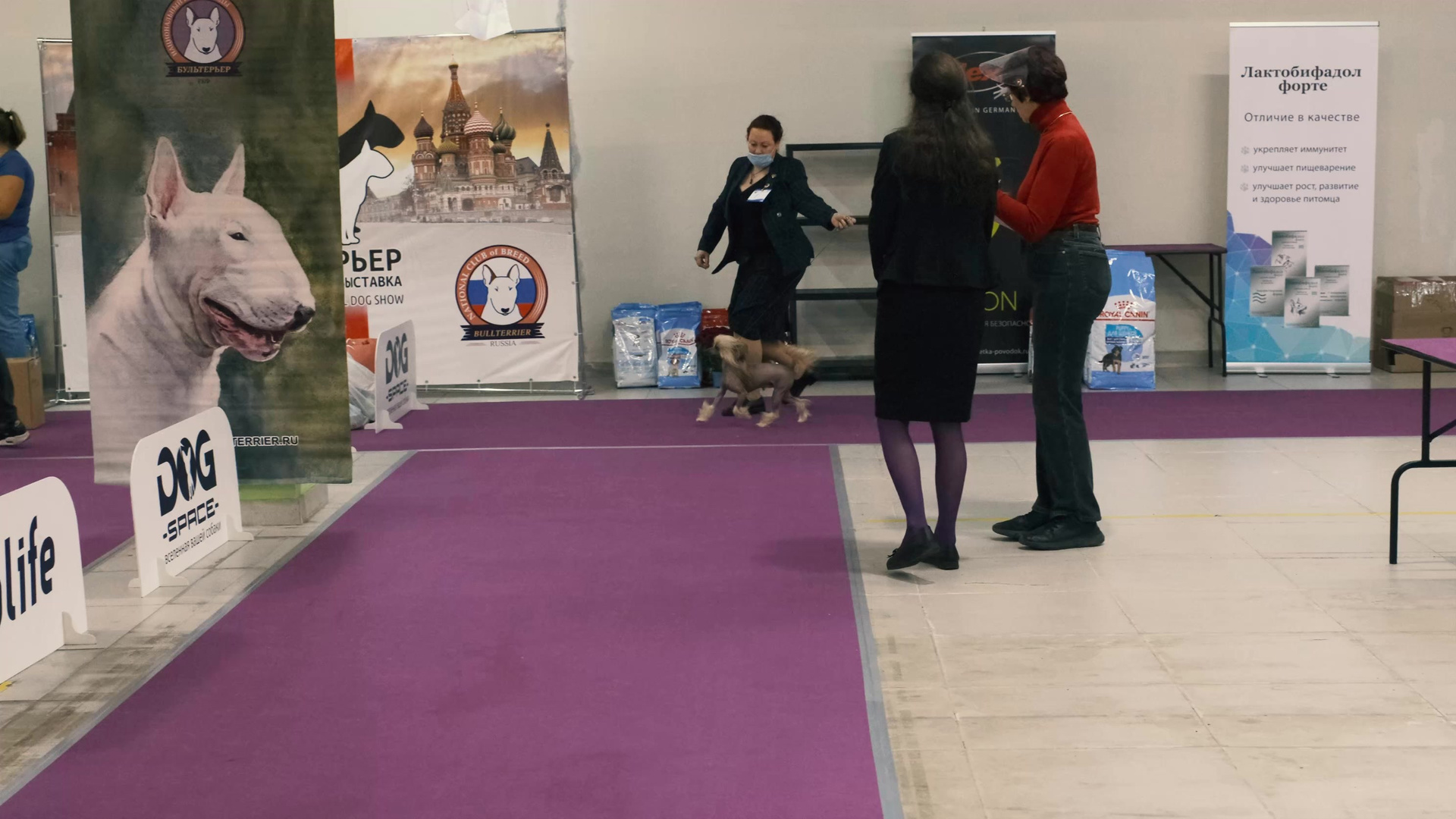 Честер — Юный Чемпион России. Питомник китайских хохлатых собак Poale Ell: купить щенка