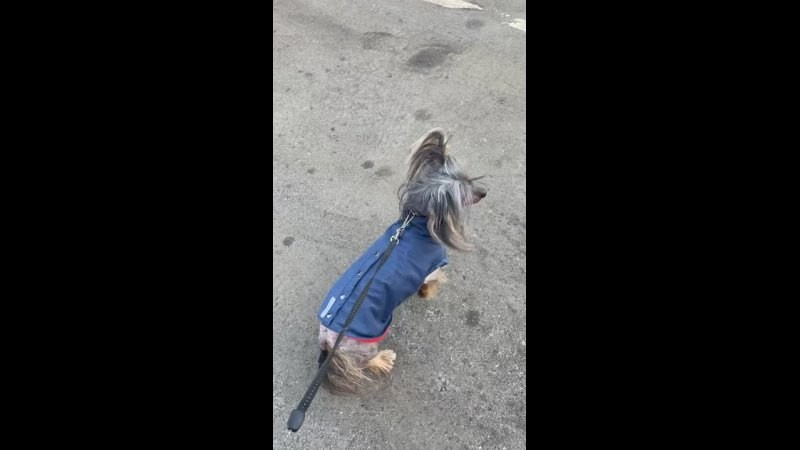 День закупки. Питомник китайских хохлатых собак Poale Ell: купить щенка