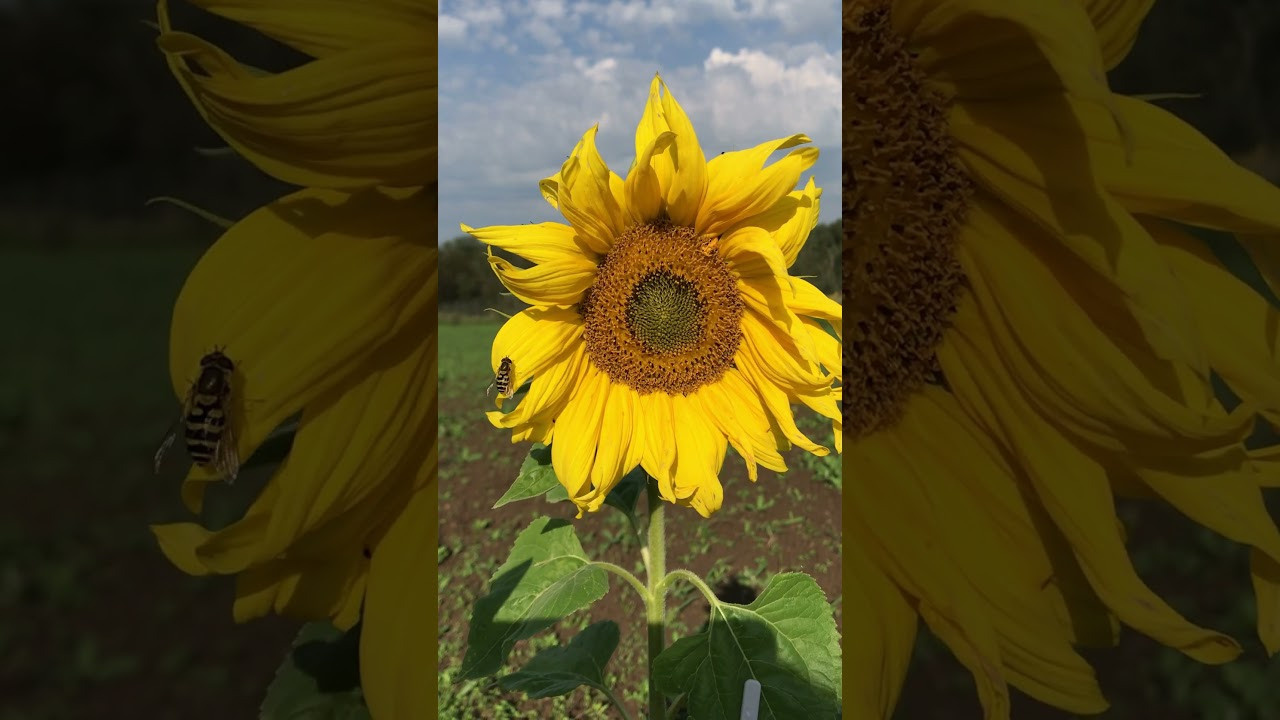 Территория экофермы Марии Гиппенрейтер. Эко отель Подмосковье. Эко отдых в Подмосковье в эко-отеле Марии Гиппенрейтер