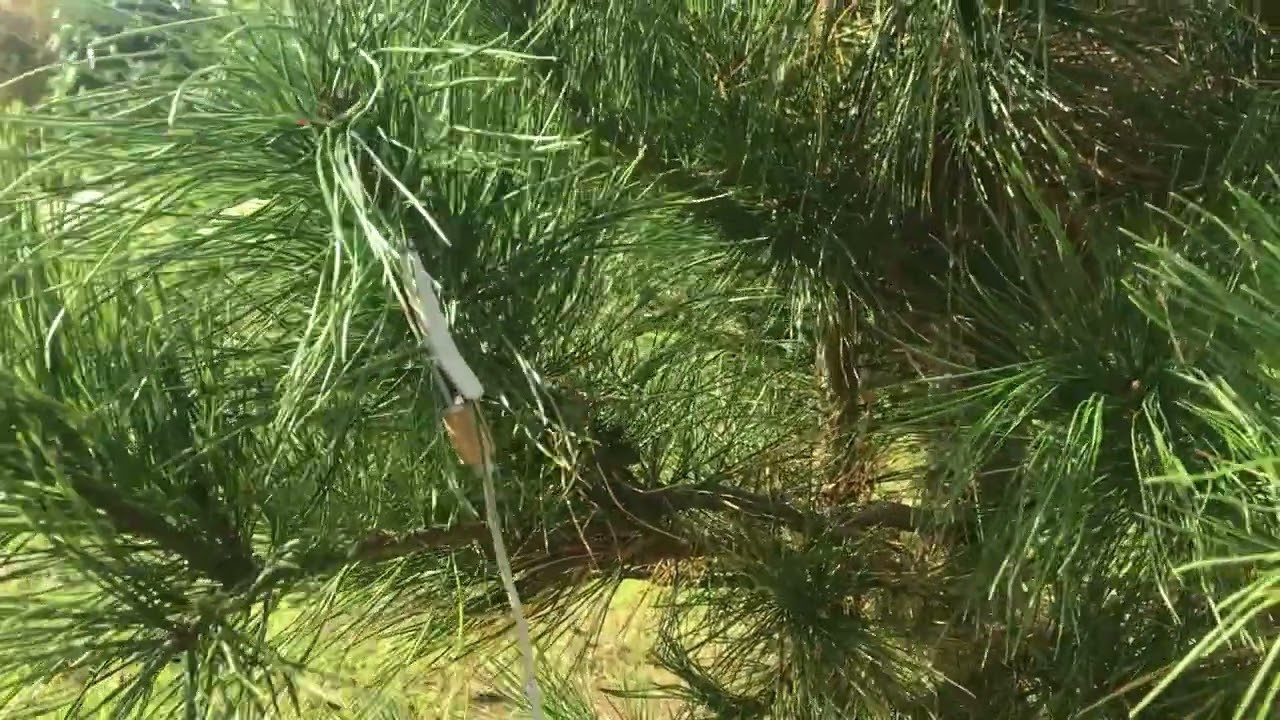 Территория экофермы Марии Гиппенрейтер. Эко отель Подмосковье. Эко отдых в Подмосковье в эко-отеле Марии Гиппенрейтер