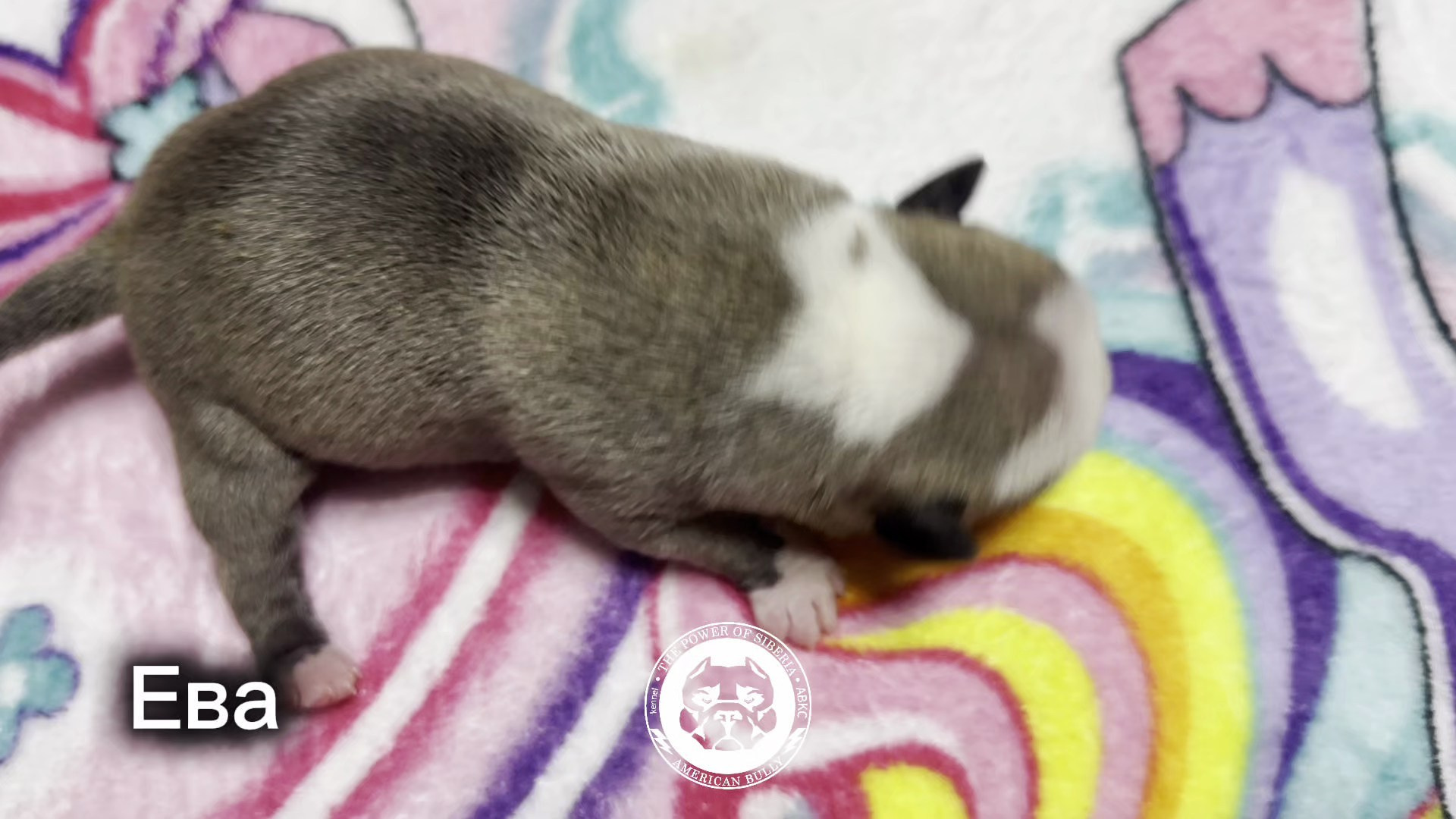 Все свободные щенки. Американский Булли в г. Ростов-на-Дону. Питомник THE POWER OF SIBERIA