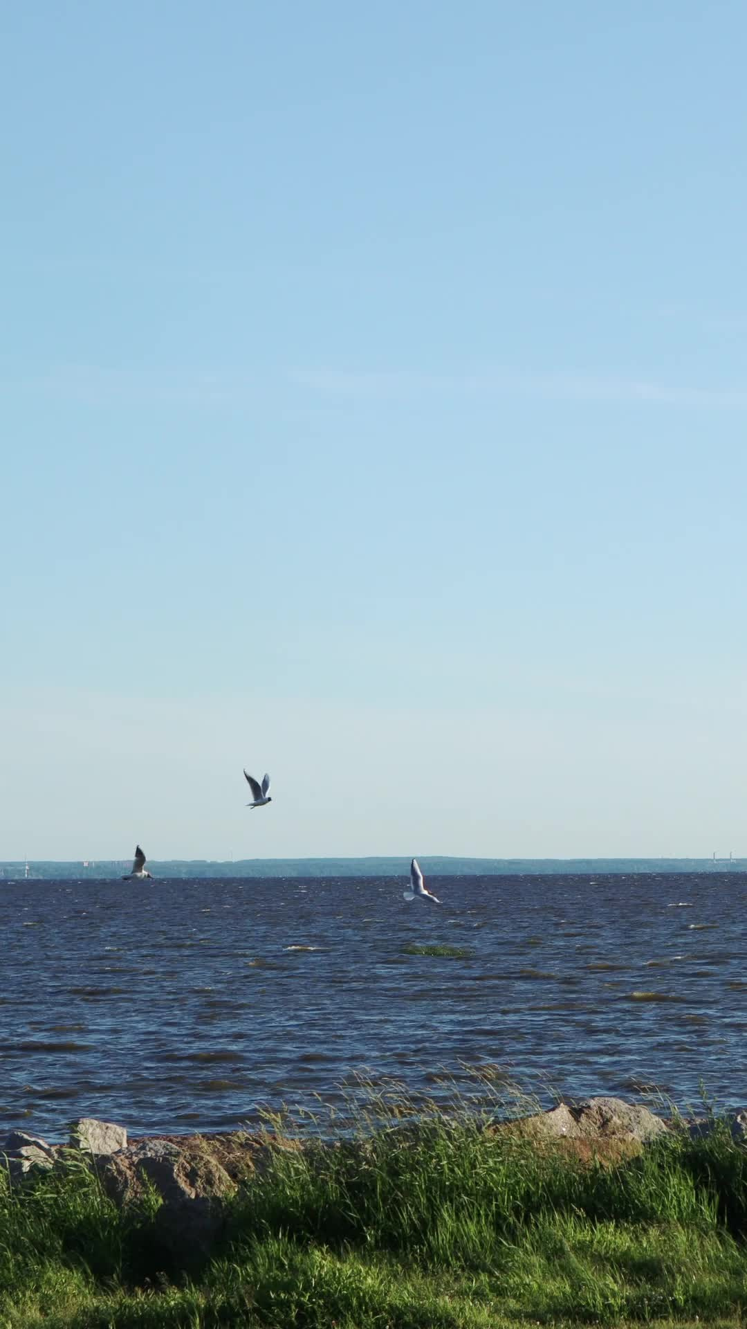 Все пресеты VN | Эффект плёнки. Кинематографичный фотограф, видеограф Лина Плешакова, Санкт-Петербург