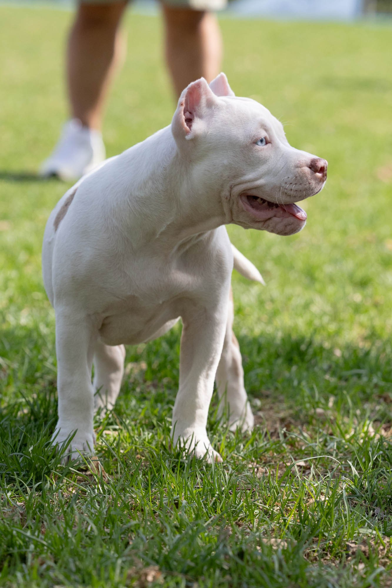 Щенки. Виктория Михайловская. Фотограф-анималист. Москва