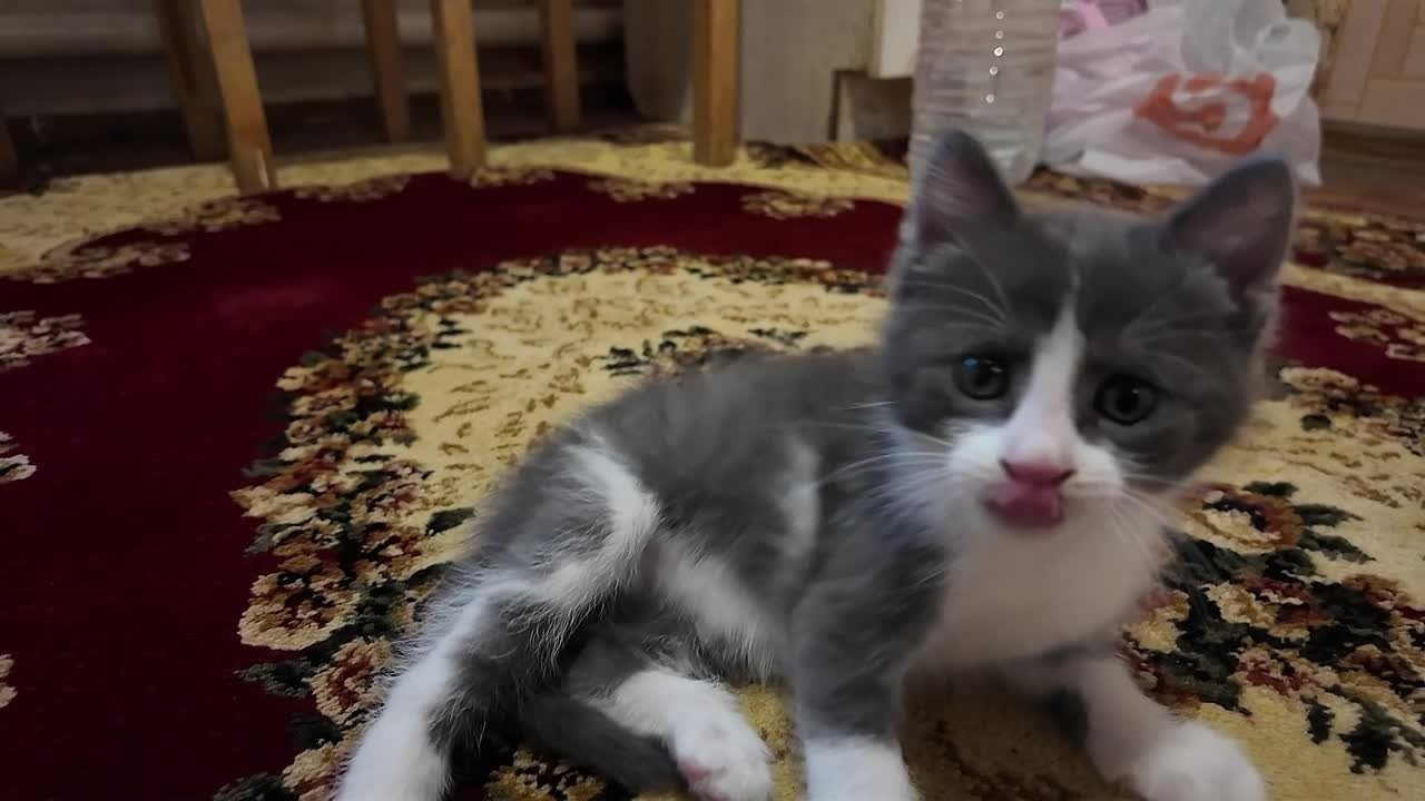 Знакомьтесь, Дымок — мой новый кот и главный редактор влога! 🐾. Design by — фото, обучение, портфолио. Фотограф Рязань