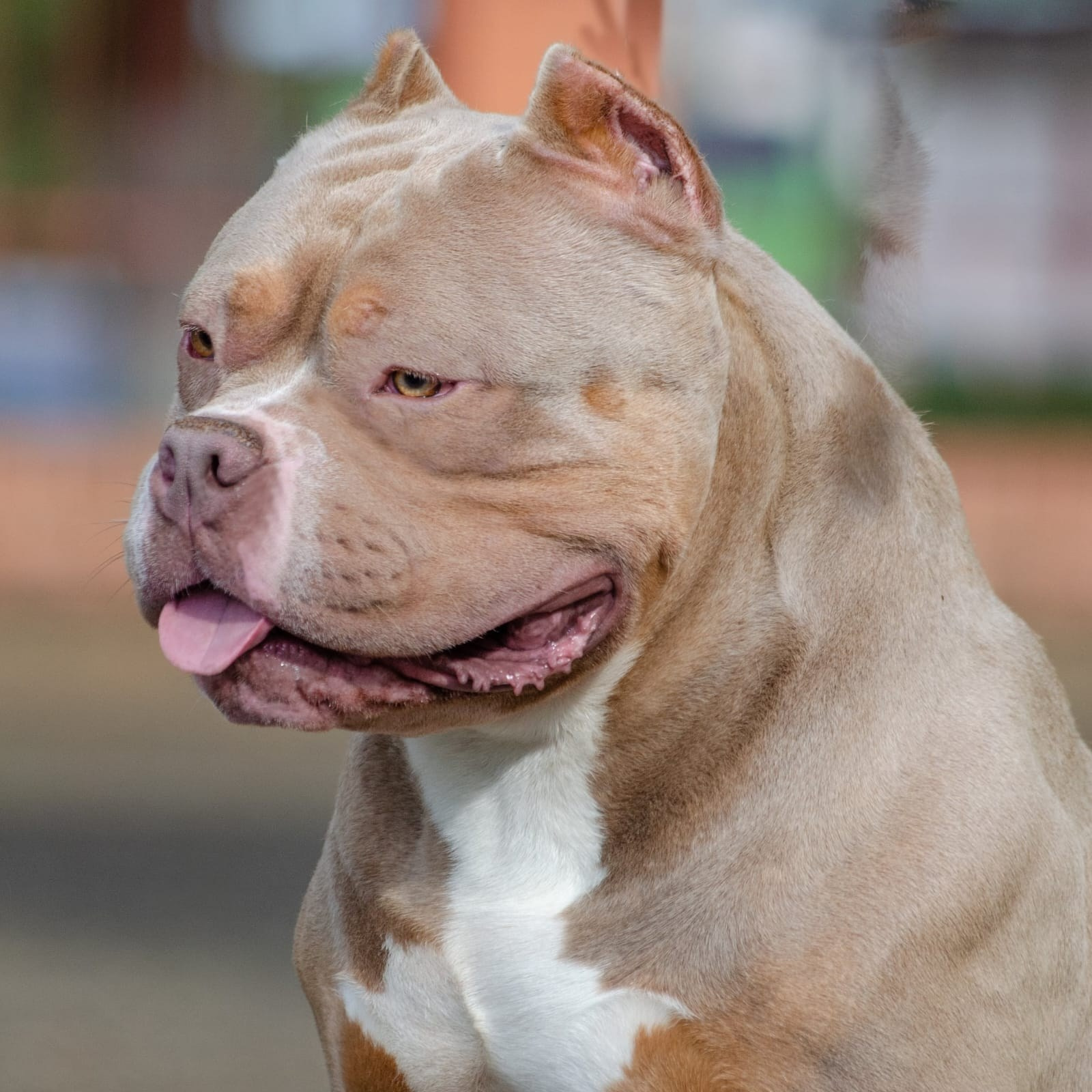 зидан - американский булли стандарт