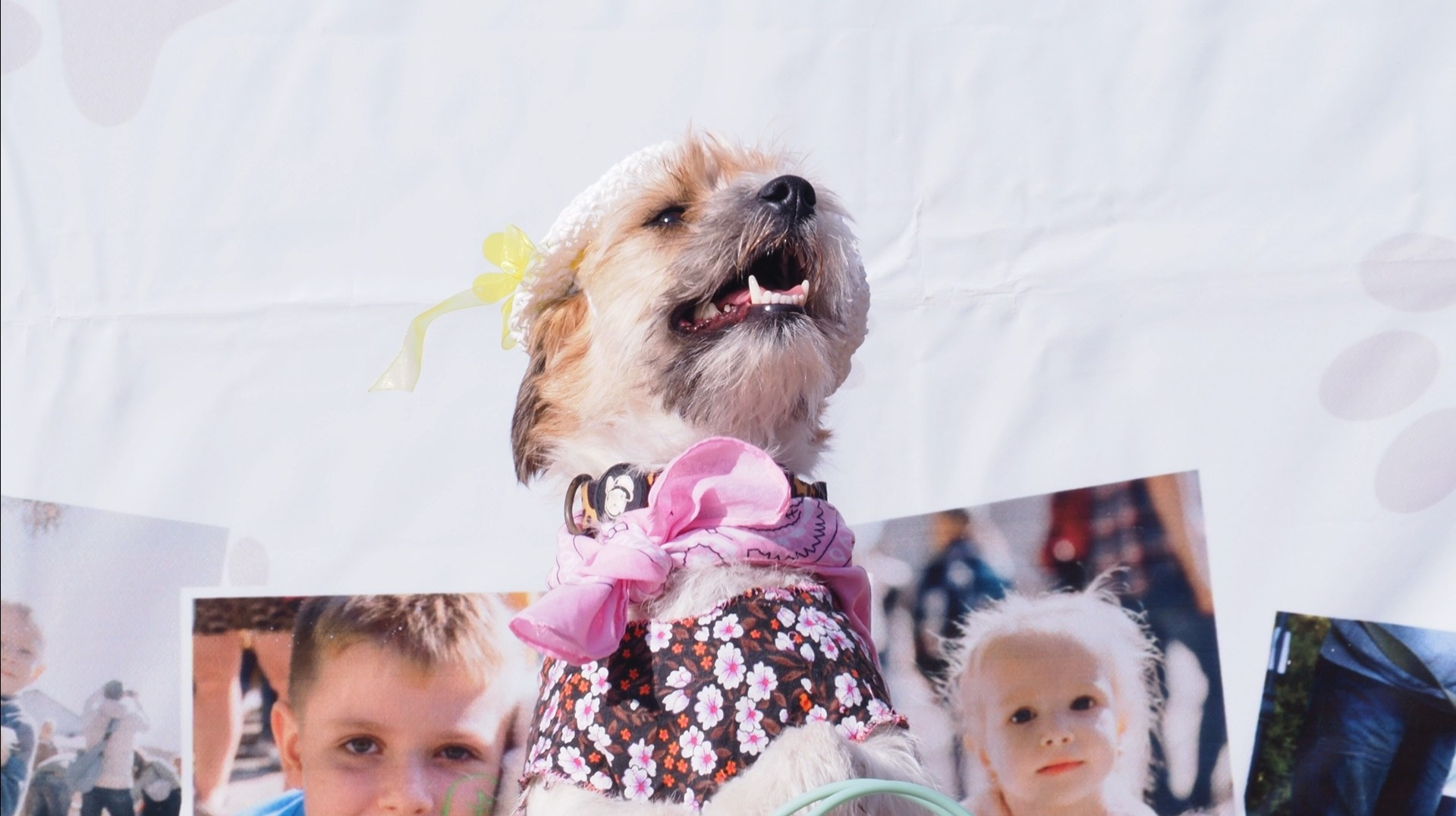 Фестиваль «Собака-обнимака 2025». Муром-Инфо. Новости культуры, образования, спорта в городе Муром