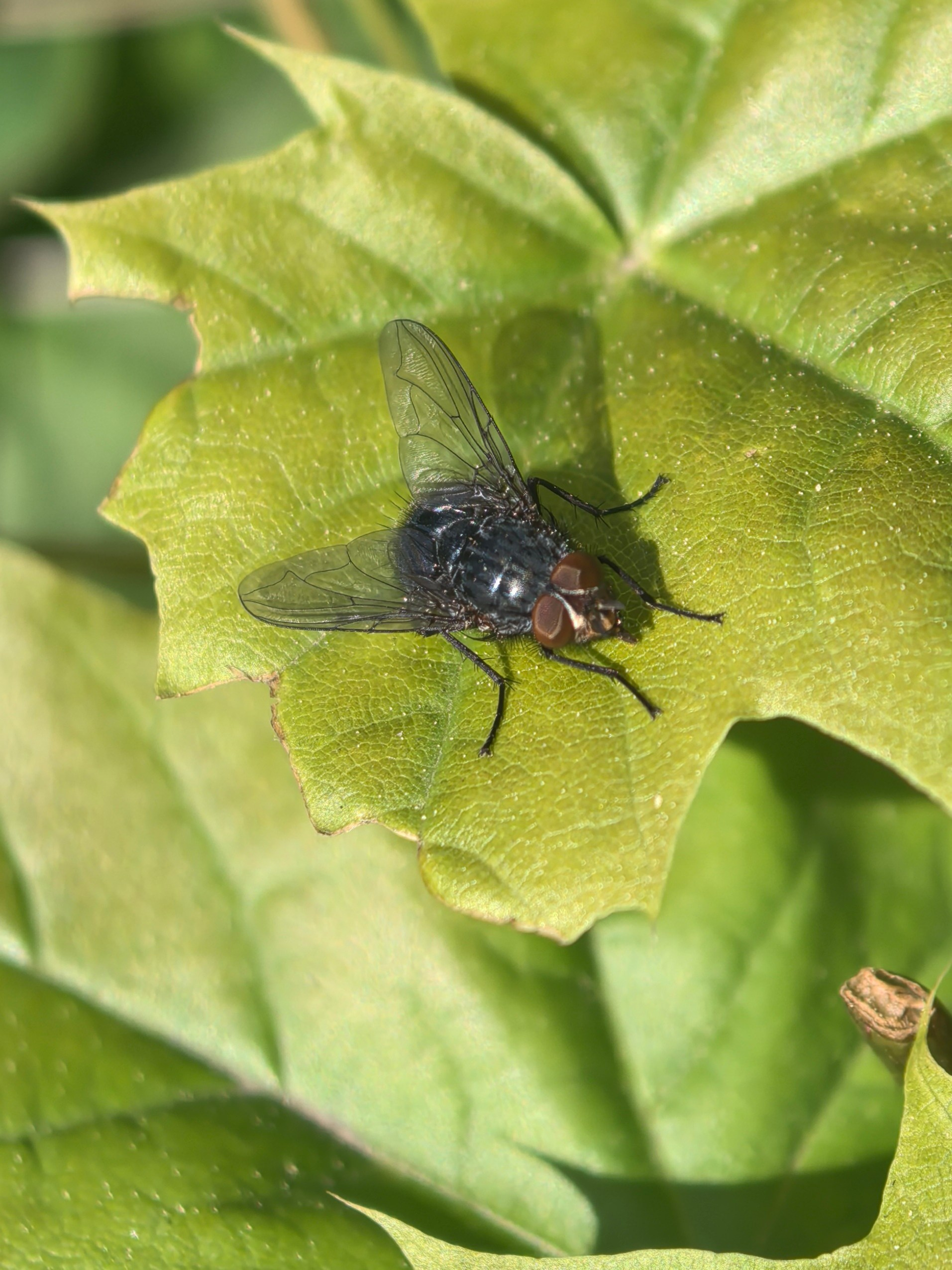 ПочтиМАКРО. Школьные выпускные альбомы в Москве Марина Николаева