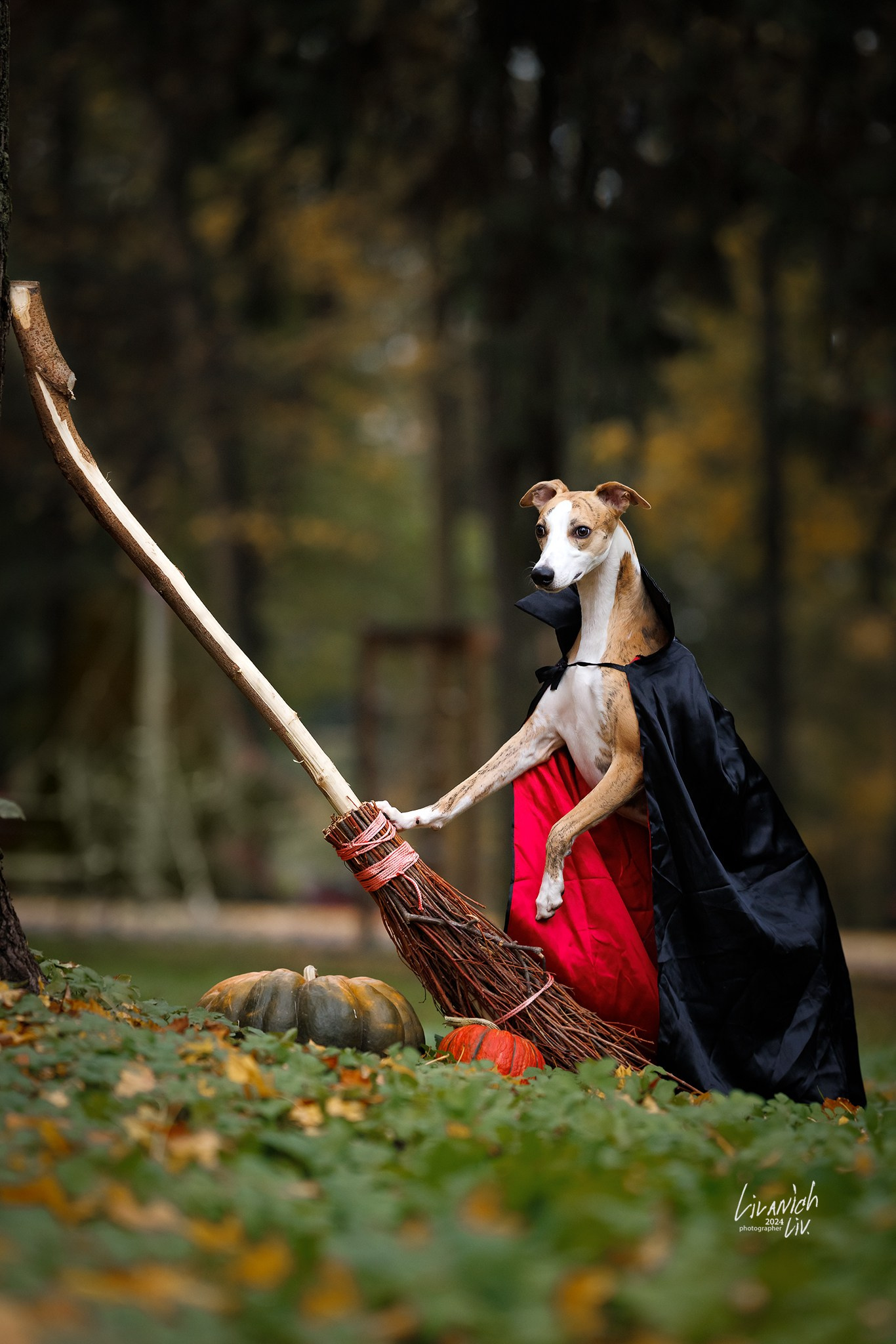 Фотограф для вашей собаки