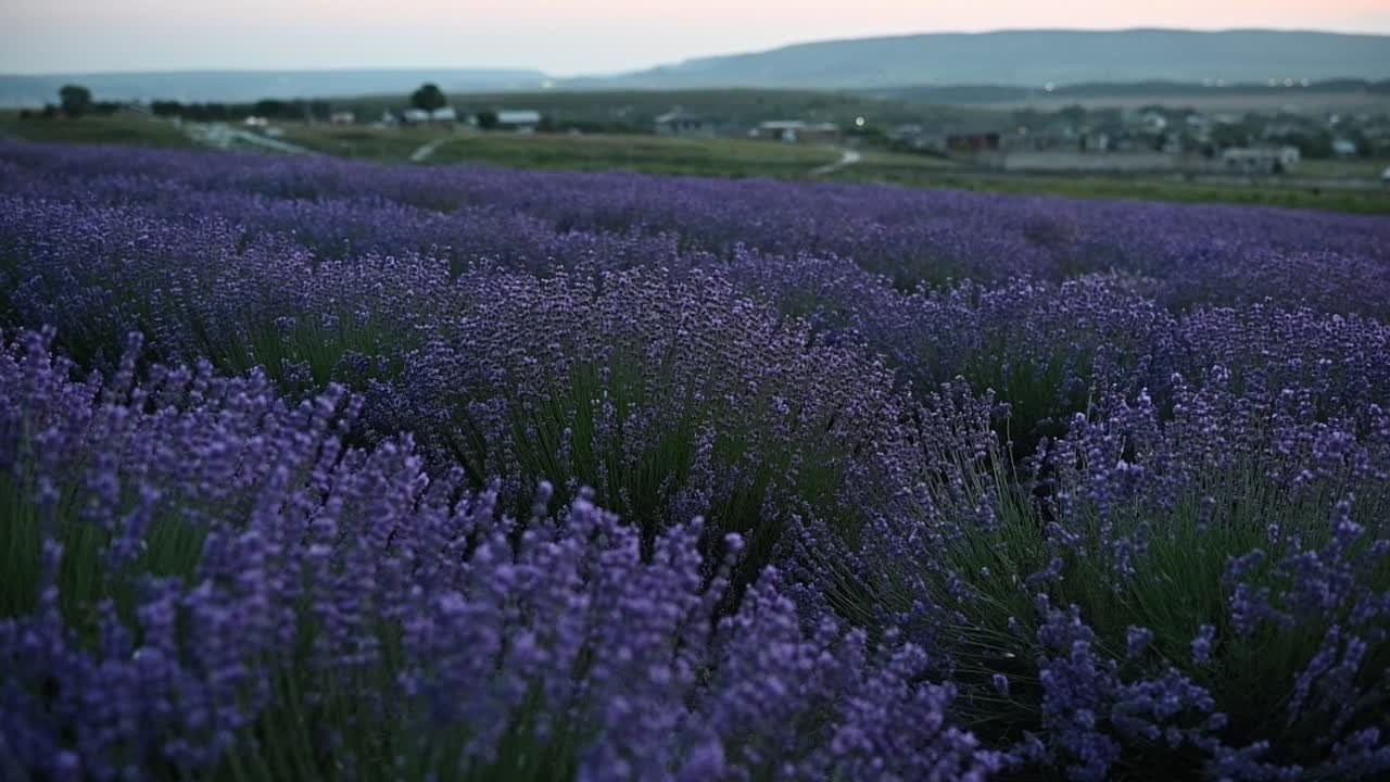 Что цветет в Крыму зимой, весной, летом и осенью. Семейный фотограф в Севастополе и Крыму Александра Погребняк