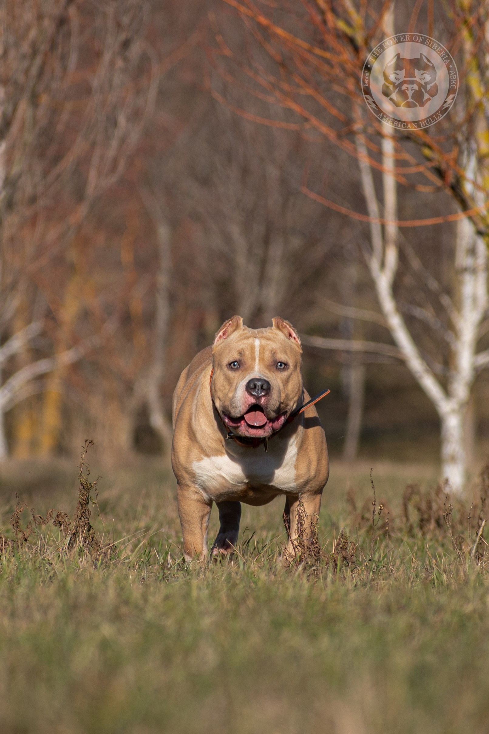 продажа щенков Американского булли в Владикавказе