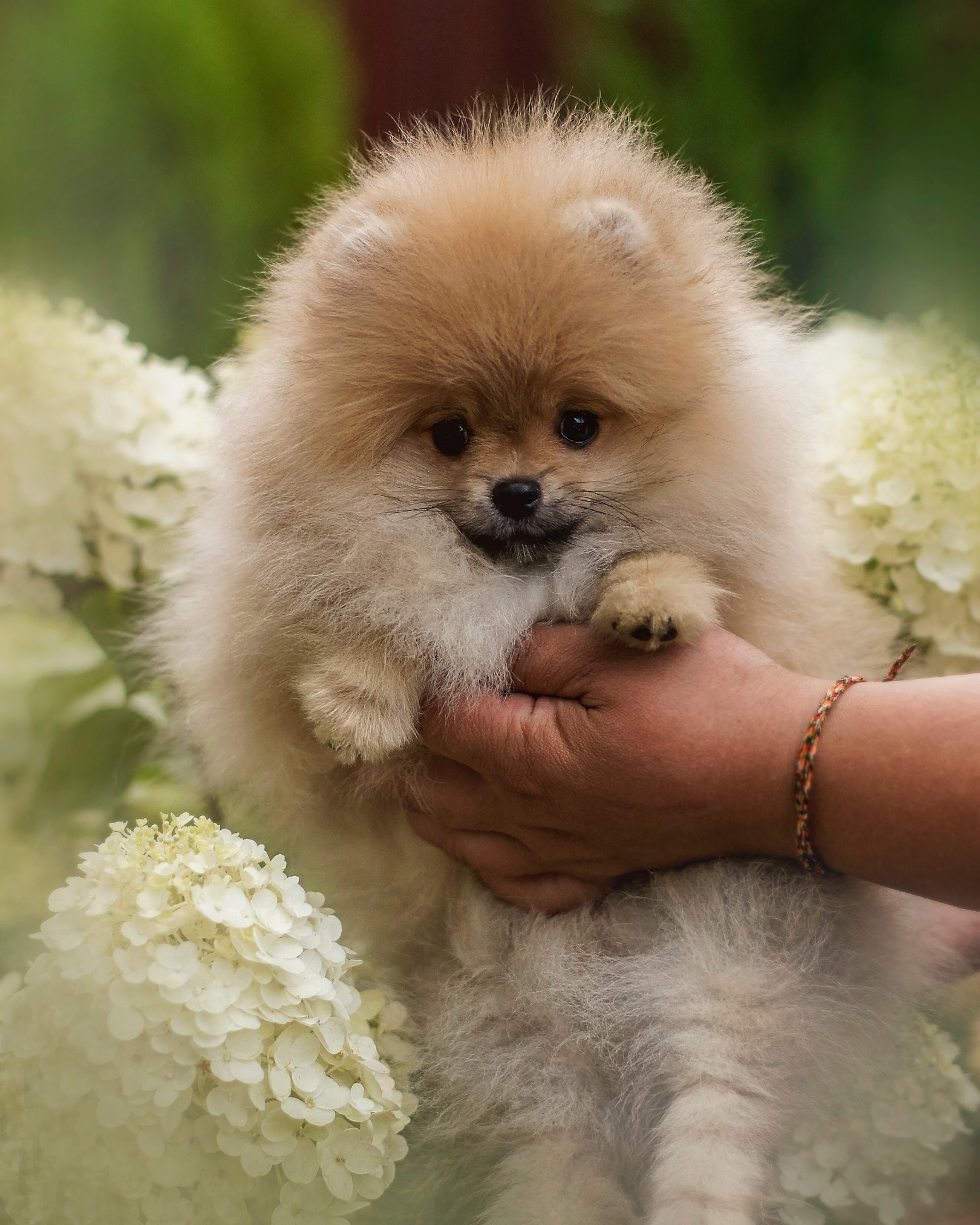 Собаки. Фотограф-анималист Нижний Новгород