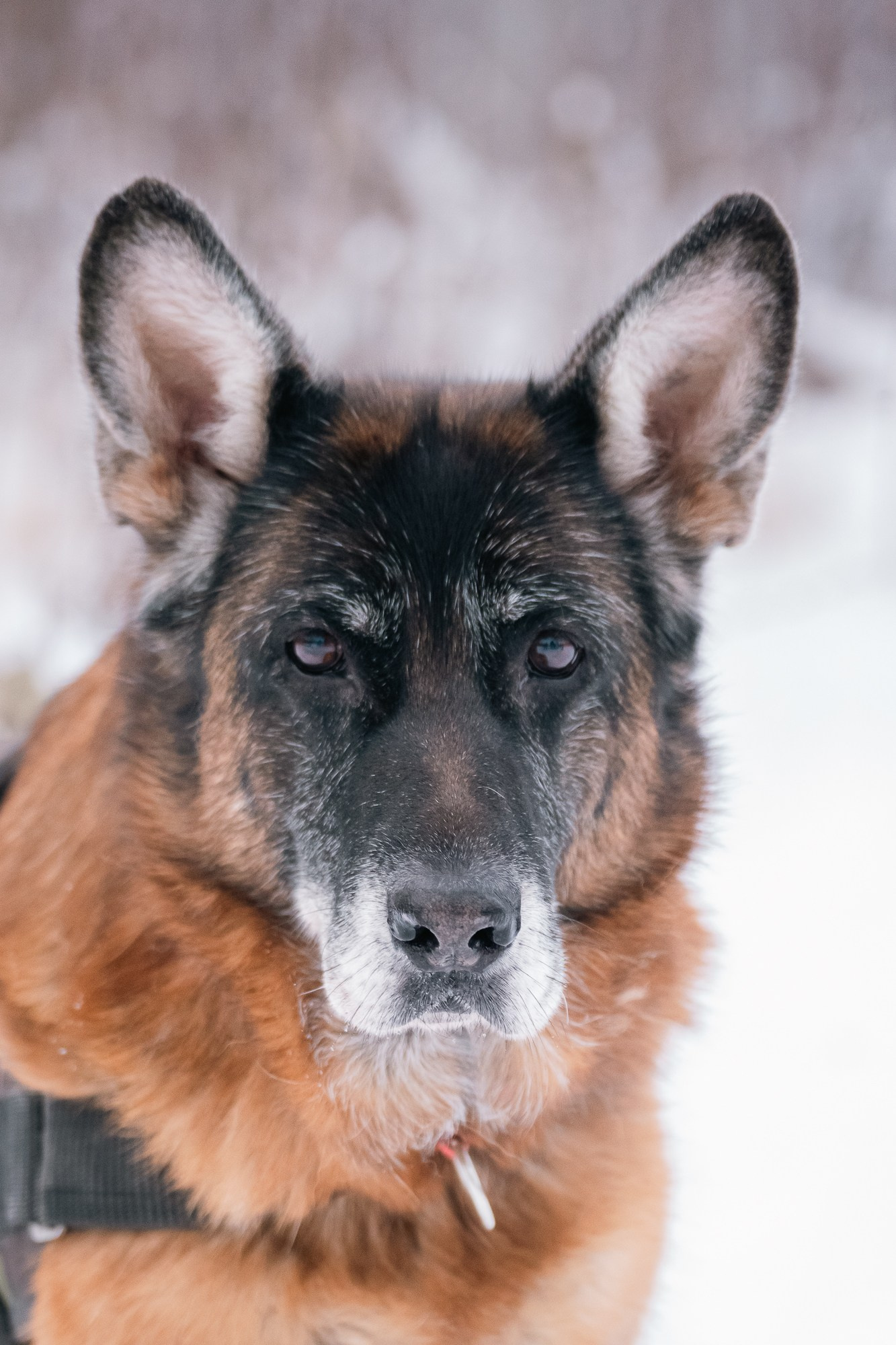 Репортажная съемка. Фотограф-анималист Нижний Новгород