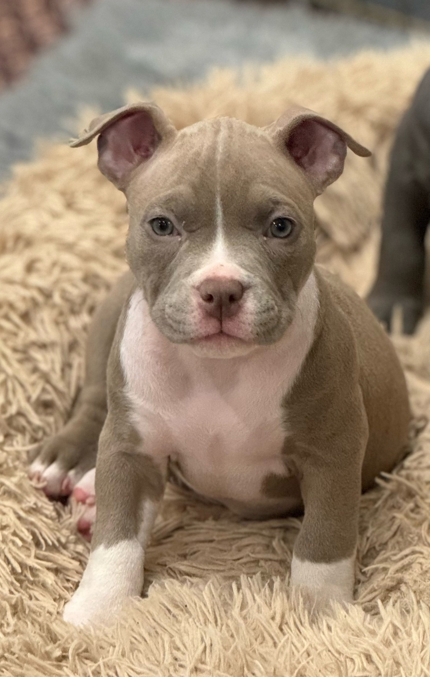 продажа щенков американского булли в Новосибирске