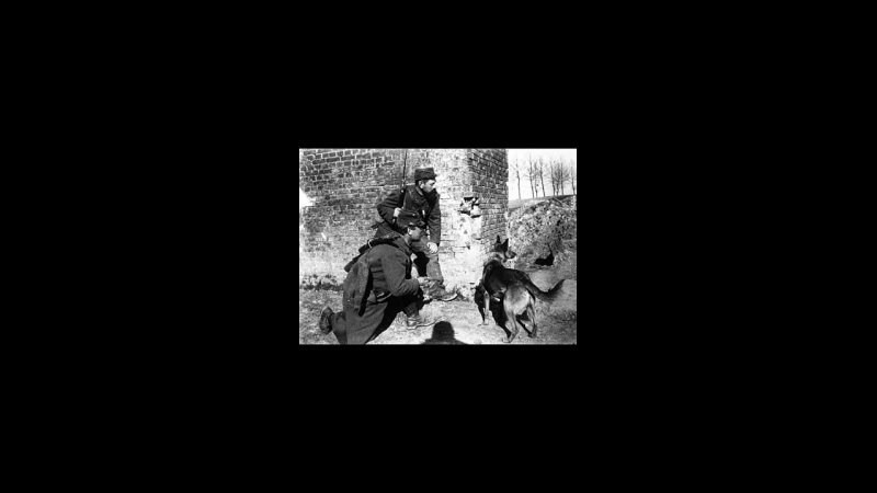 Акция 🔥"В память о четвероногом бойце. НРОО КЦ "Собаковод"