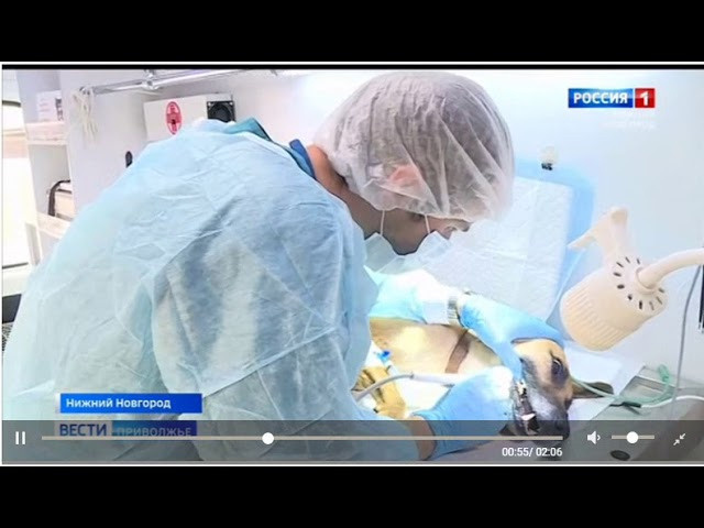 Третья выставка беспородных собак «Для дружбы не важна порода». НРОО КЦ "Собаковод"