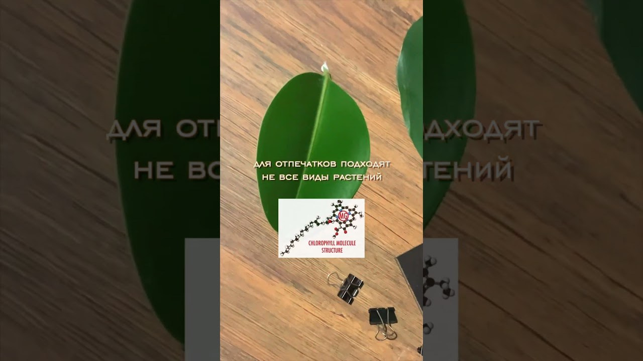 Alternative processe. Maria Norden