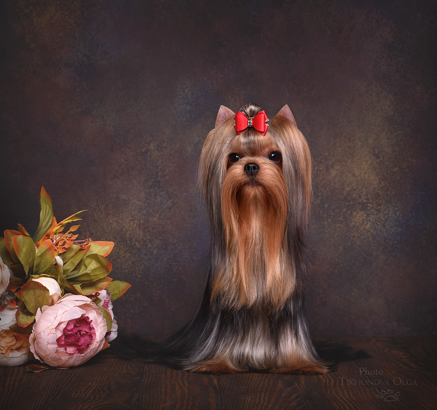 Питомник Йоркширских терьеров Дэнстайл в Санкт-Петербурге заводчик Тих