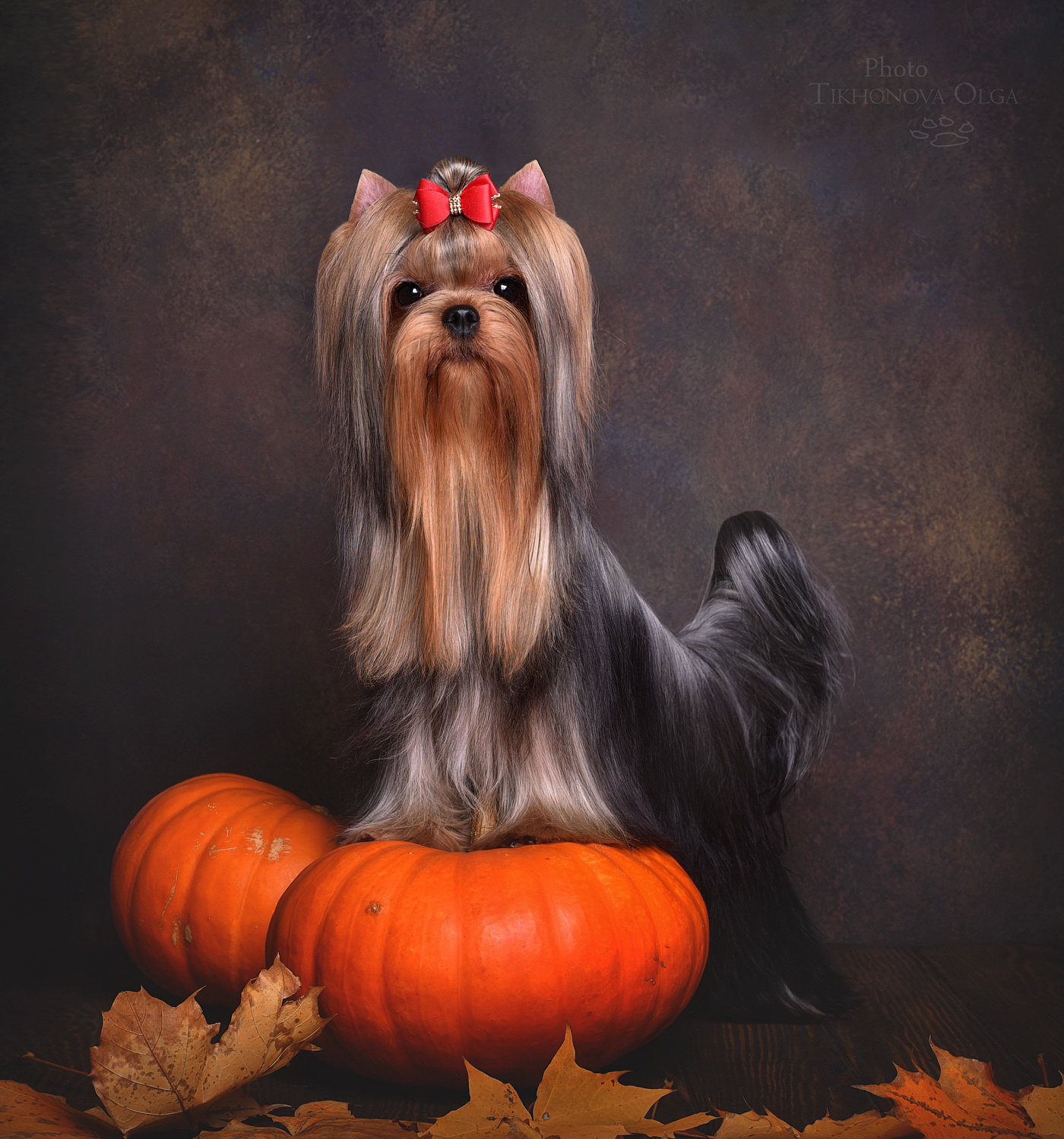 Питомник Йоркширских терьеров Дэнстайл в Санкт-Петербурге заводчик Тих