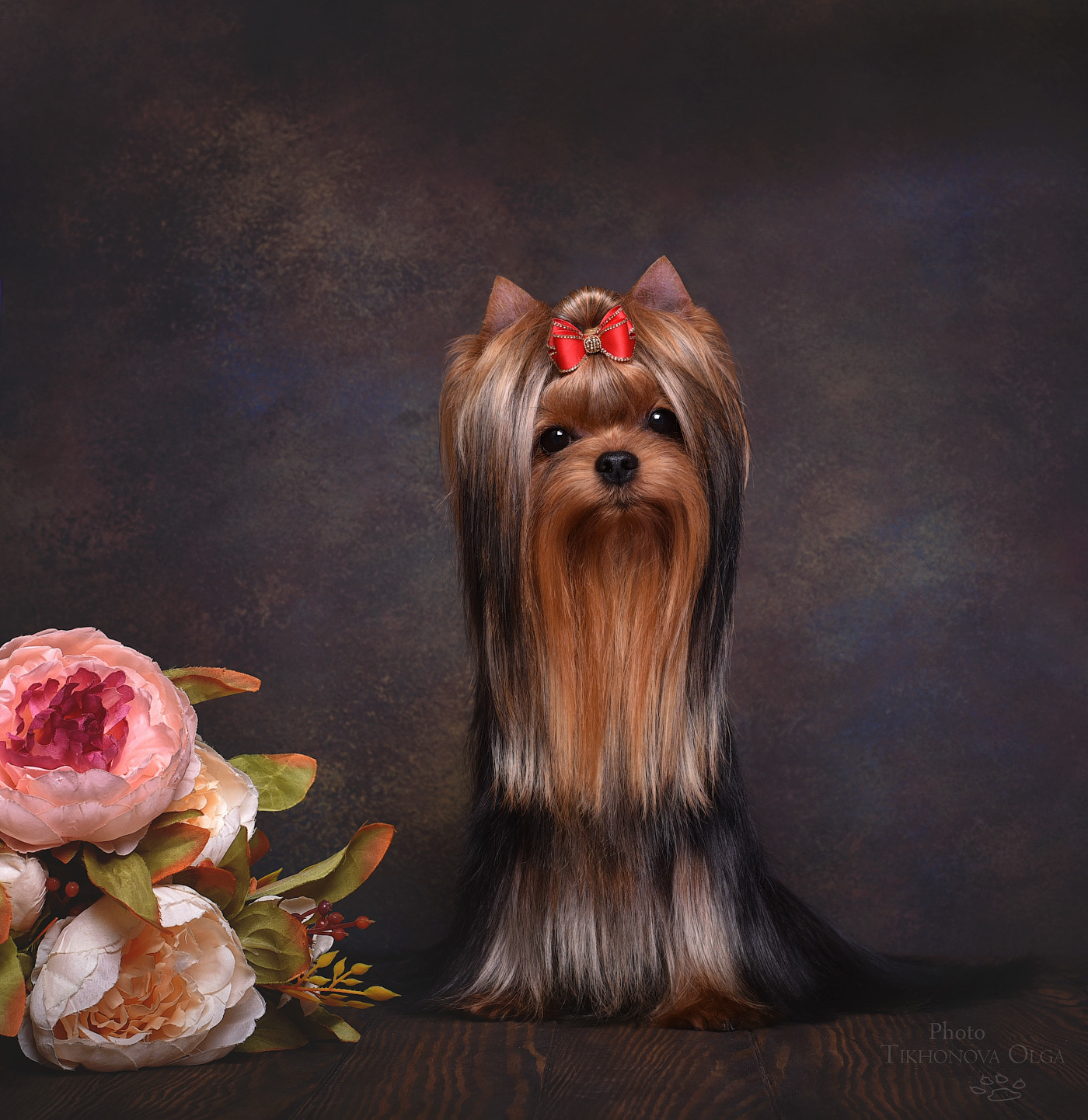 Питомник Йоркширских терьеров Дэнстайл в Санкт-Петербурге заводчик Тих