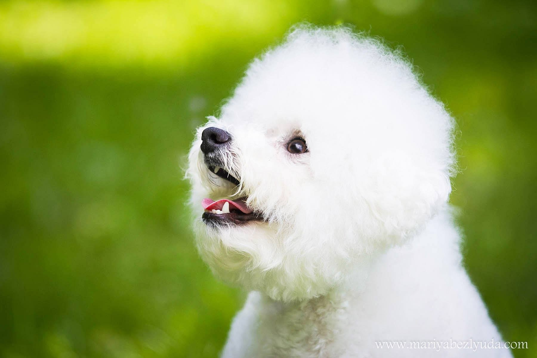 Фотосессии собак, анималистика, фотограф-анималист, анималист. Семейный и детский фотограф в Москве Мария Быкова