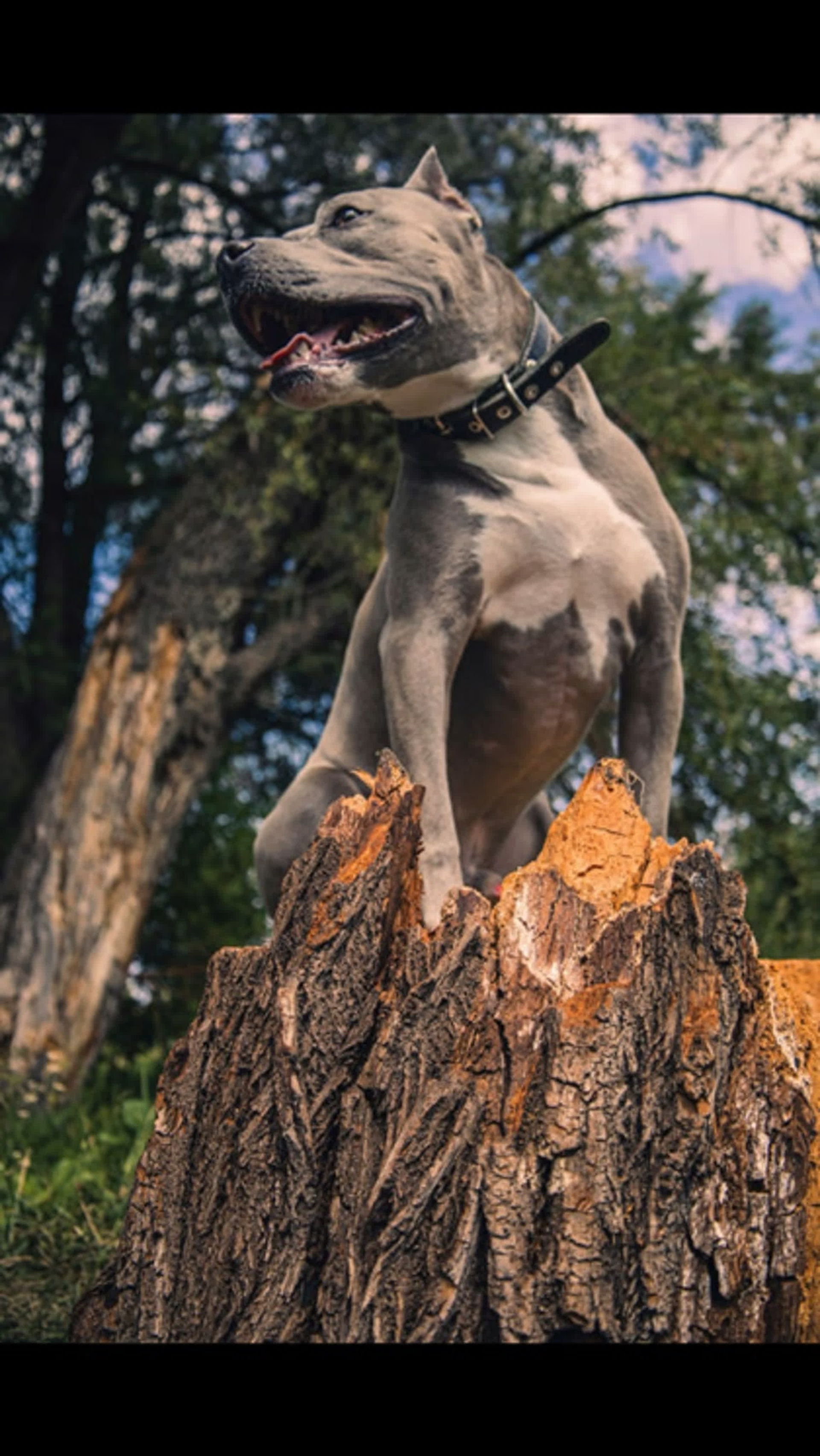 Животные альбом. Фотограф Каримов Виктор