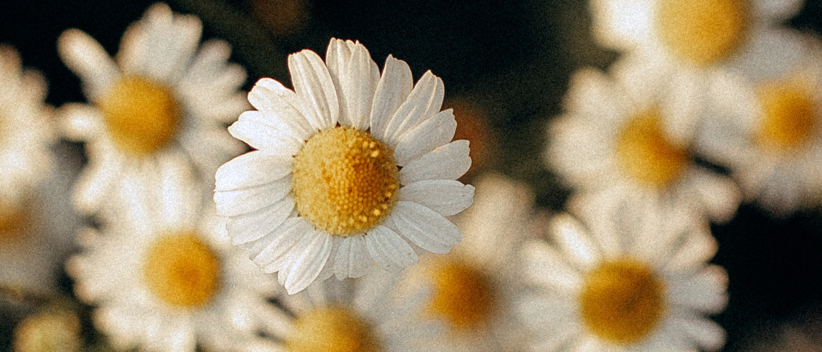 Анна и семья. Фотограф Челябинск Юлия Ермакова