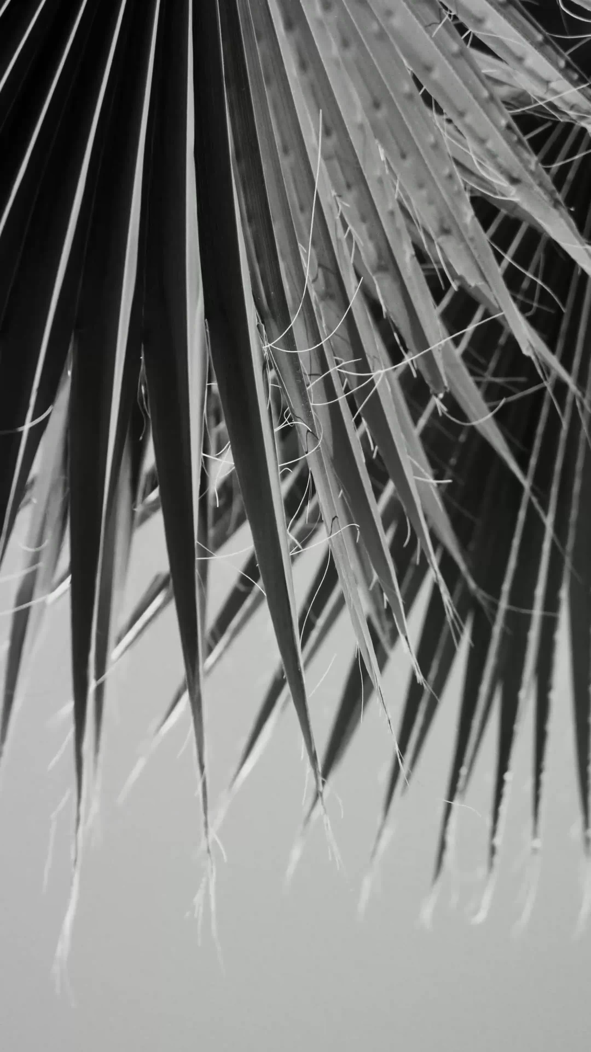 Свадебный видеограф в Москве Владимир Александров