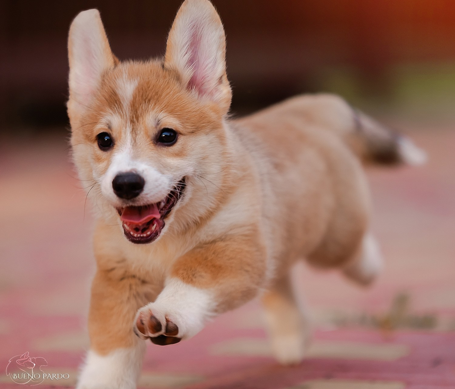 Щенки вельш корги пемброк из питомника. Питомник собак Акита, Хаски, Корги