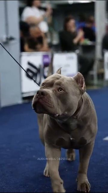 Булли классик кобель Евангелист. ПИТОМНИК СОБАК ПОРОДЫ АМЕРИКАНСКИЙ БУЛЛИ