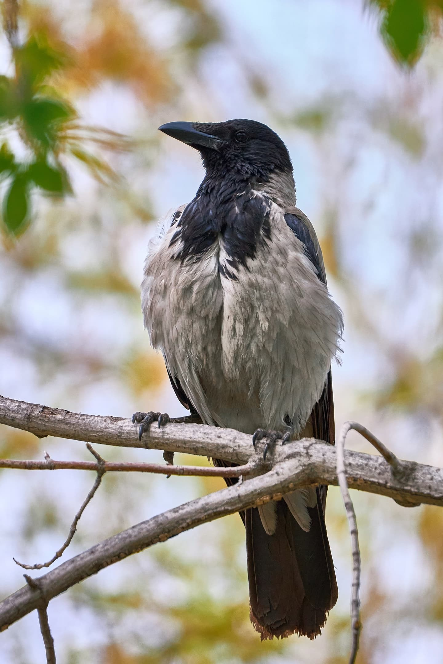 Сони. Международная онлайн-фотошкола Сергея Рожнова