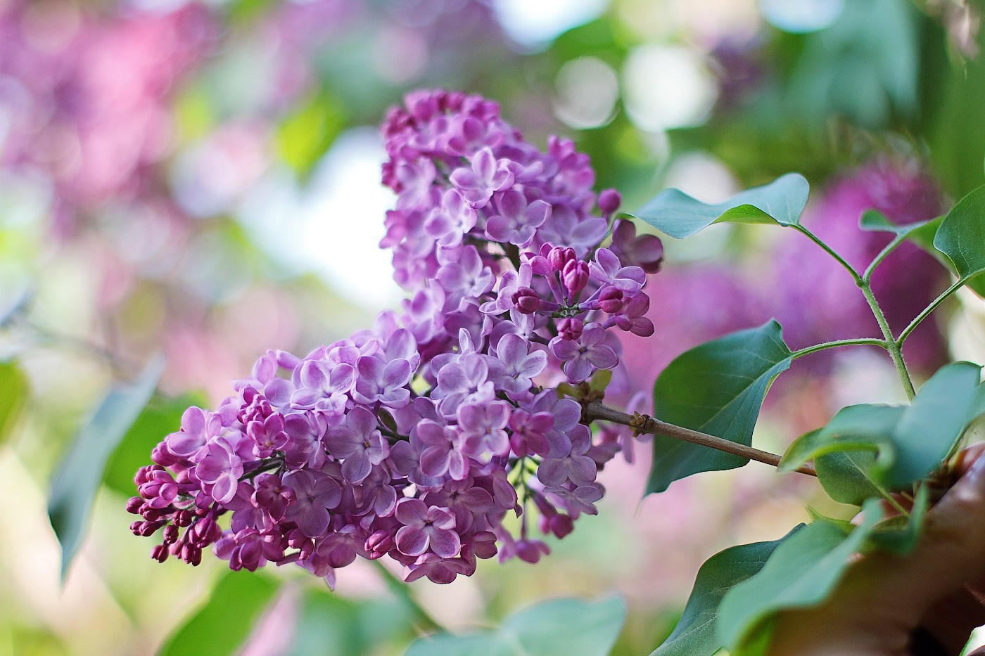 Красивые фото с сиренью