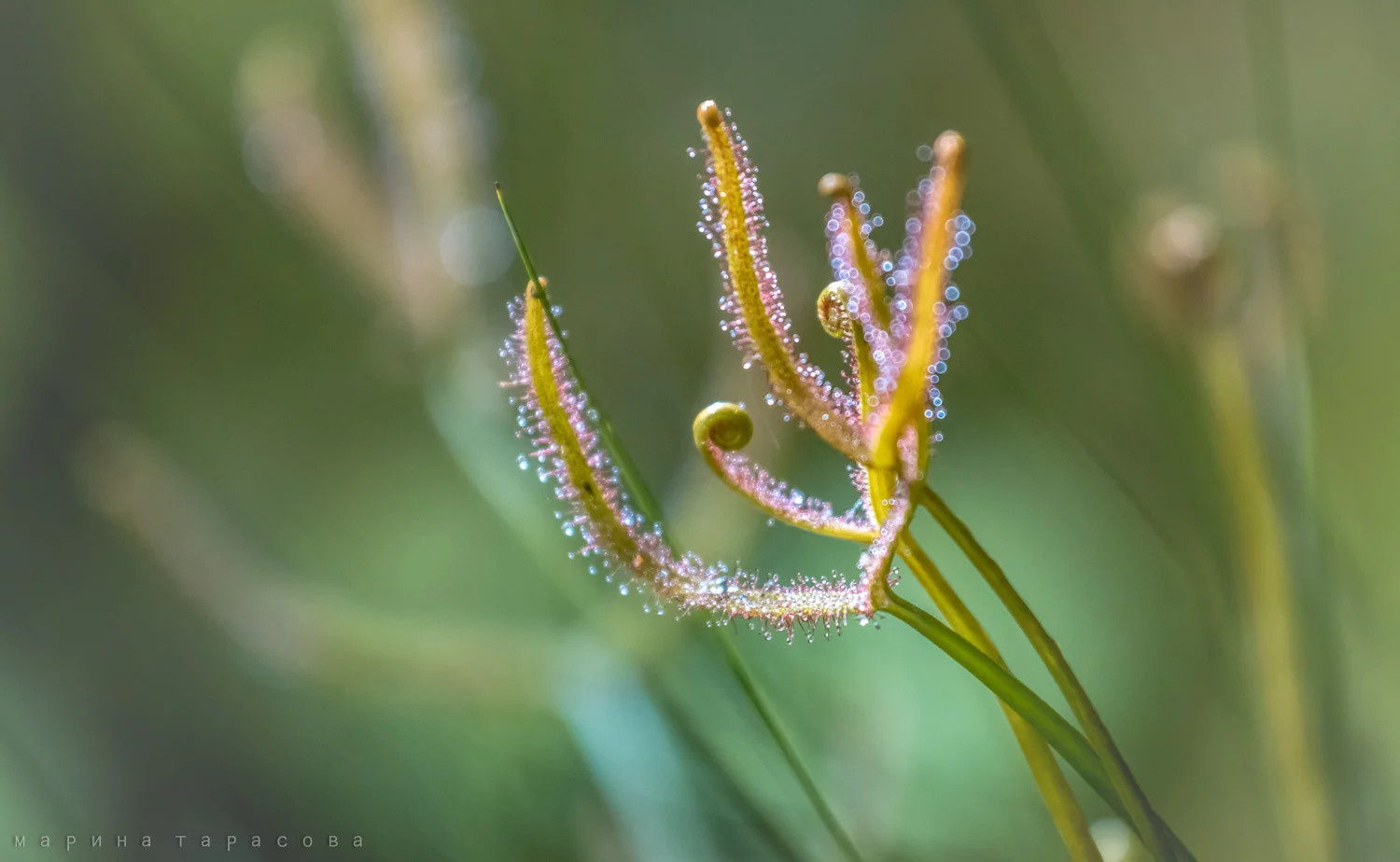 Макро. Фотограф Марина Тарасова