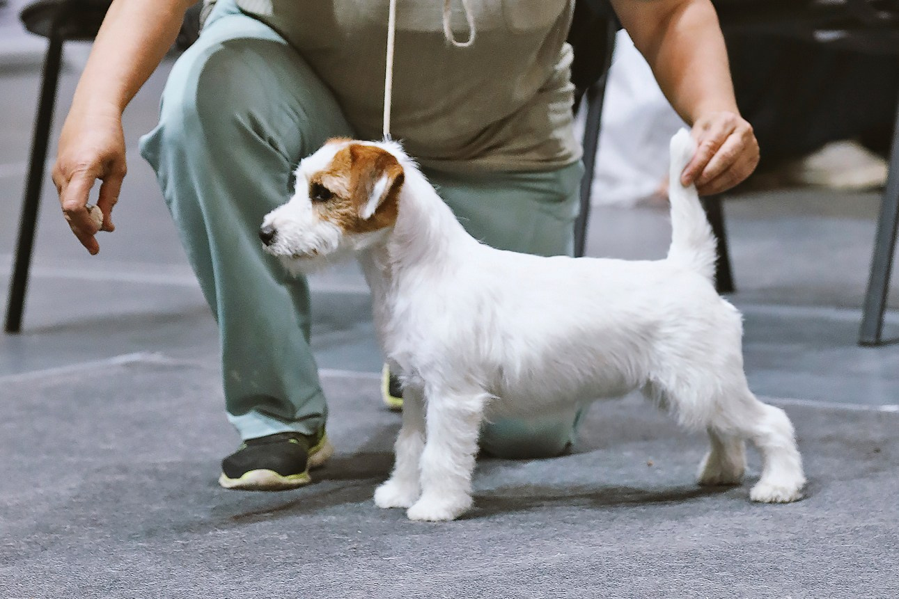 Щенки джек рассел терьера, питомник РКФ, питомник джек рассел терьеров, питомник Порт Фортис, kennel PORT FORTIS