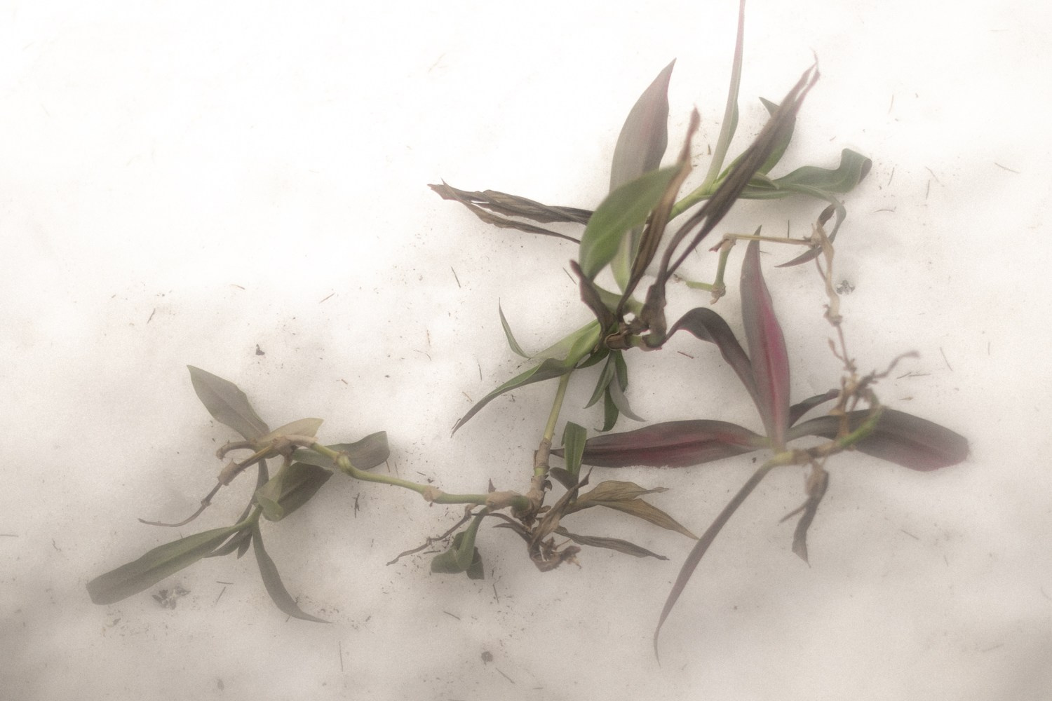 Лида Трескова «Боль». Самоорганизация Низина