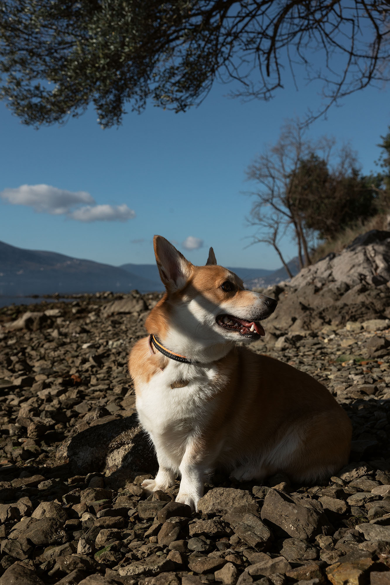 Утренняя прогулка