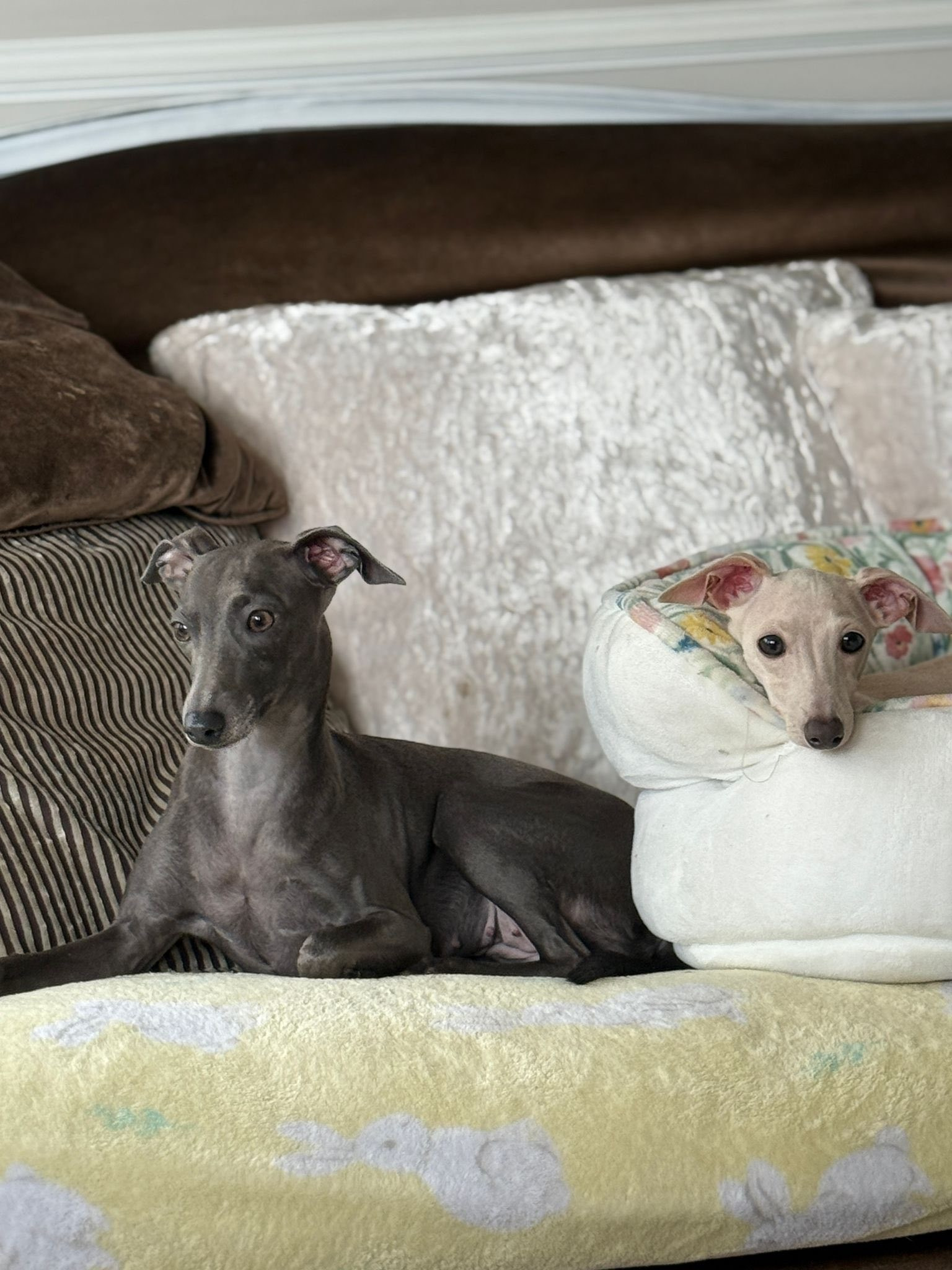 Профессиональный питомник левреток РКФ/FCI ASTI SAPPHIRE 💎 Сочи|Санкт-Петербург