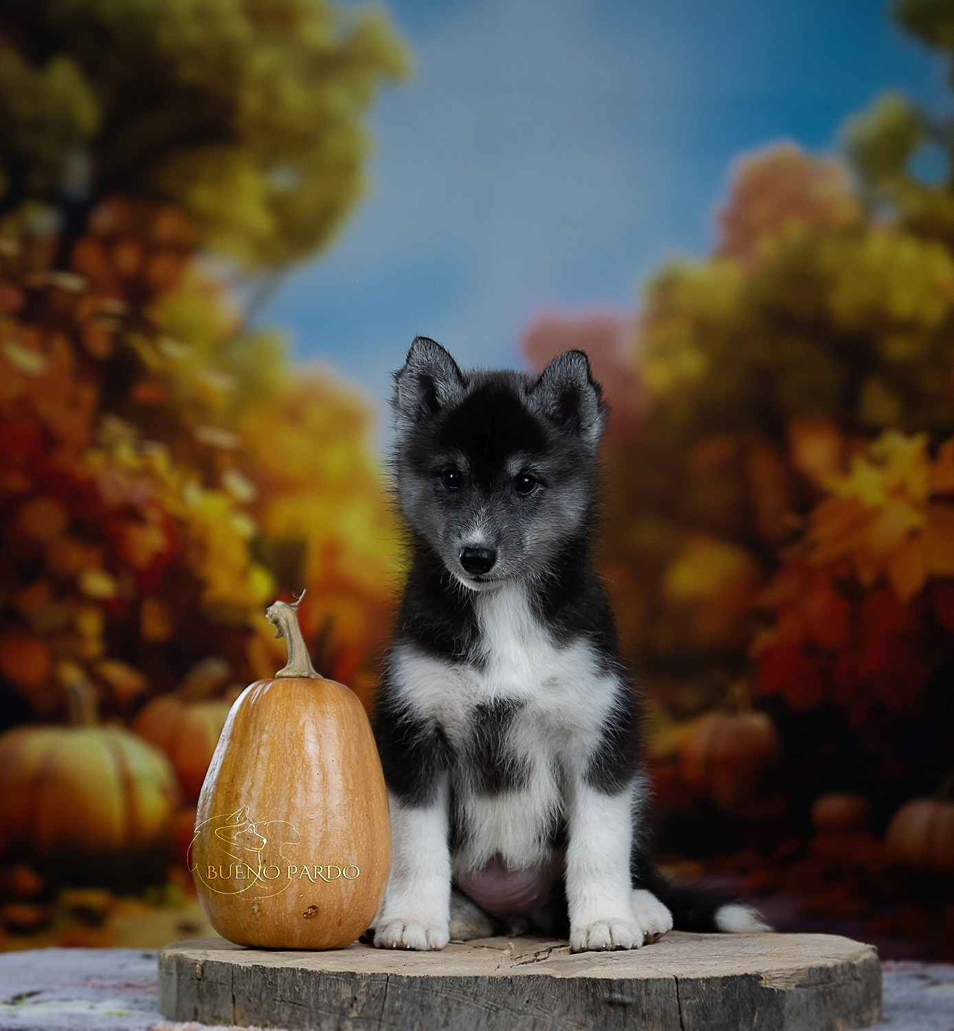 Щенки сибирского хаски из питомника. Питомник собак Акита, Хаски, Корги