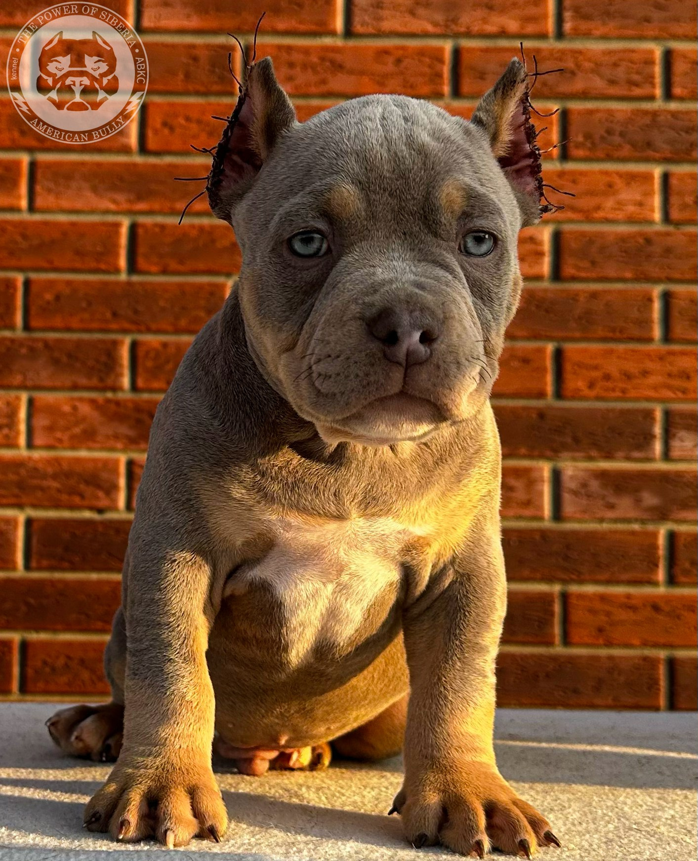 Помет Каспер и Тагира. 21.04.25. Американский Булли в г. Ростов-на-Дону. Питомник THE POWER OF SIBERIA