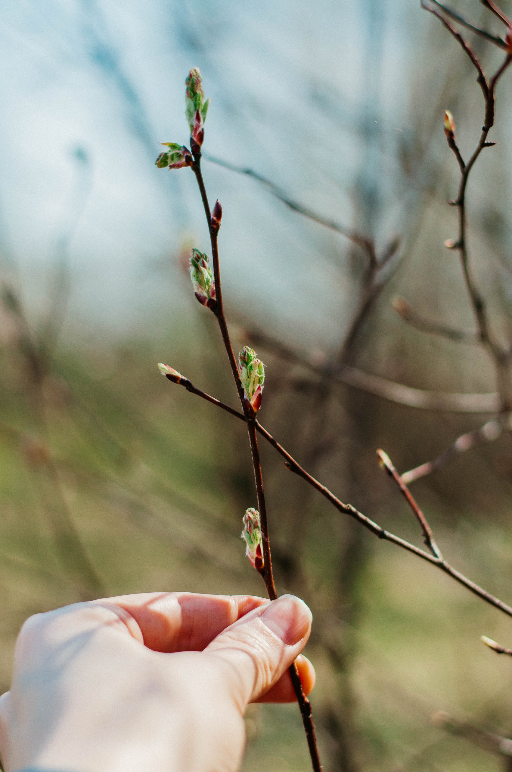 ФотосъемкА, фотосессия, портретная фотосессия, портрет, женский портрет, портретная фотосъемка, в лесу, весенняя съемка, весенняя фотосъемка, гармония с природой, лес, портреты, фотограф москва, подмосковье, фотограф подмосковье, ищу фотографа, съемка для себя, портретная съемка для себя