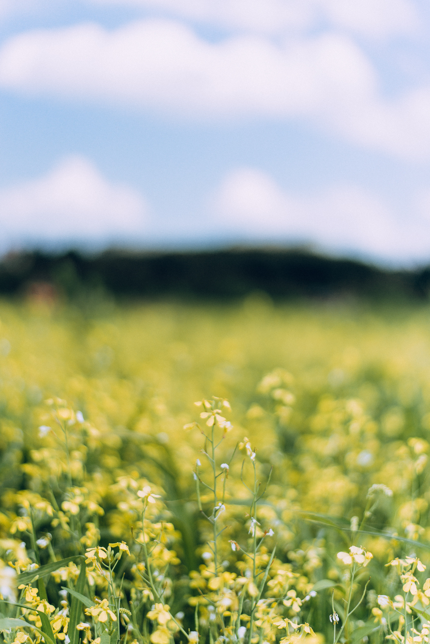 ФотосъемкА, фотосессия, портретная фотосессия, портрет, женский портрет, портретная фотосъемка, портреты, фотограф москва, подмосковье, фотограф подмосковье, ищу фотографа, съемка для себя, портретная съемка для себя, вднх, ввц, фотограф на вднх, фотосессия на вднх, фотосъемка на вднх, съемка вднх