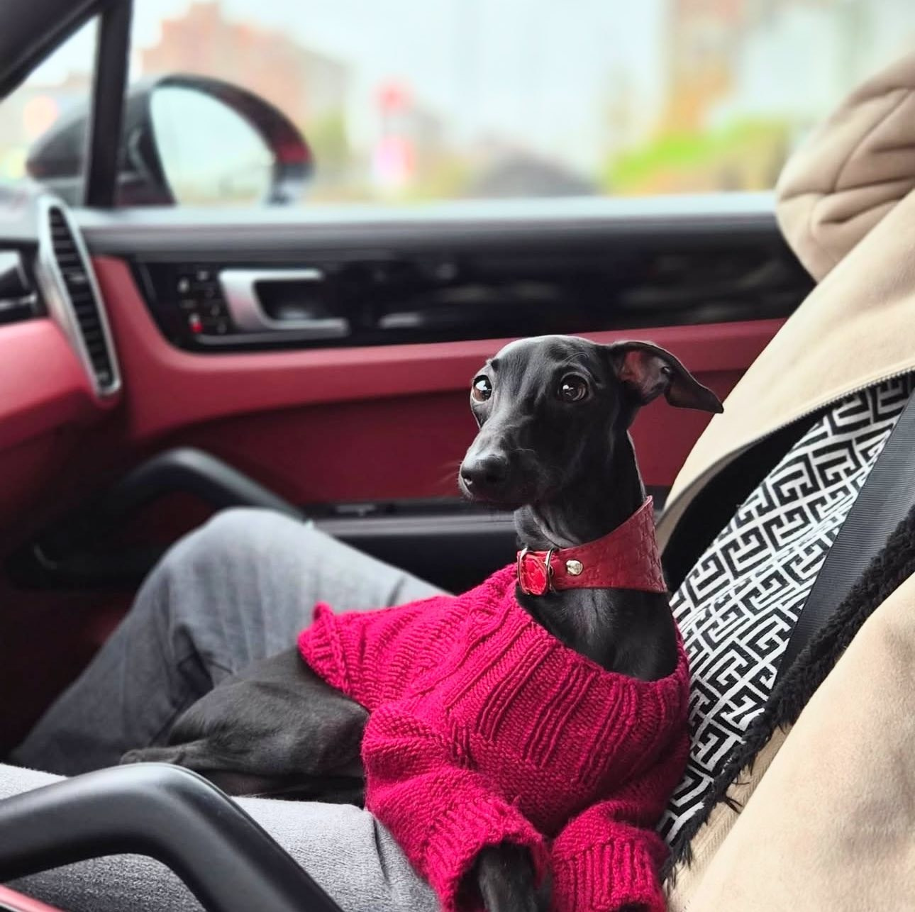 Профессиональный питомник левреток РКФ/FCI ASTI SAPPHIRE 💎 Сочи|Санкт-Петербург