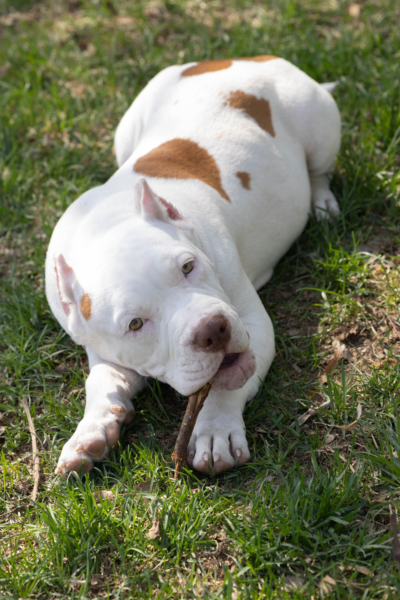 Щенки. Виктория Михайловская. Фотограф-анималист. Москва