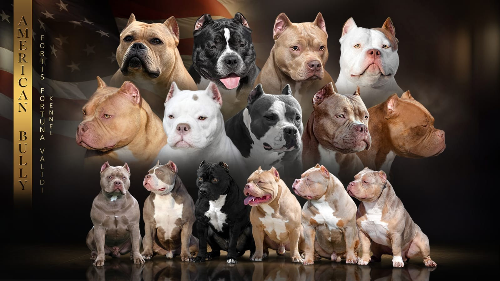 ПИТОМНИК СОБАК ПОРОДЫ АМЕРИКАНСКИЙ БУЛЛИ