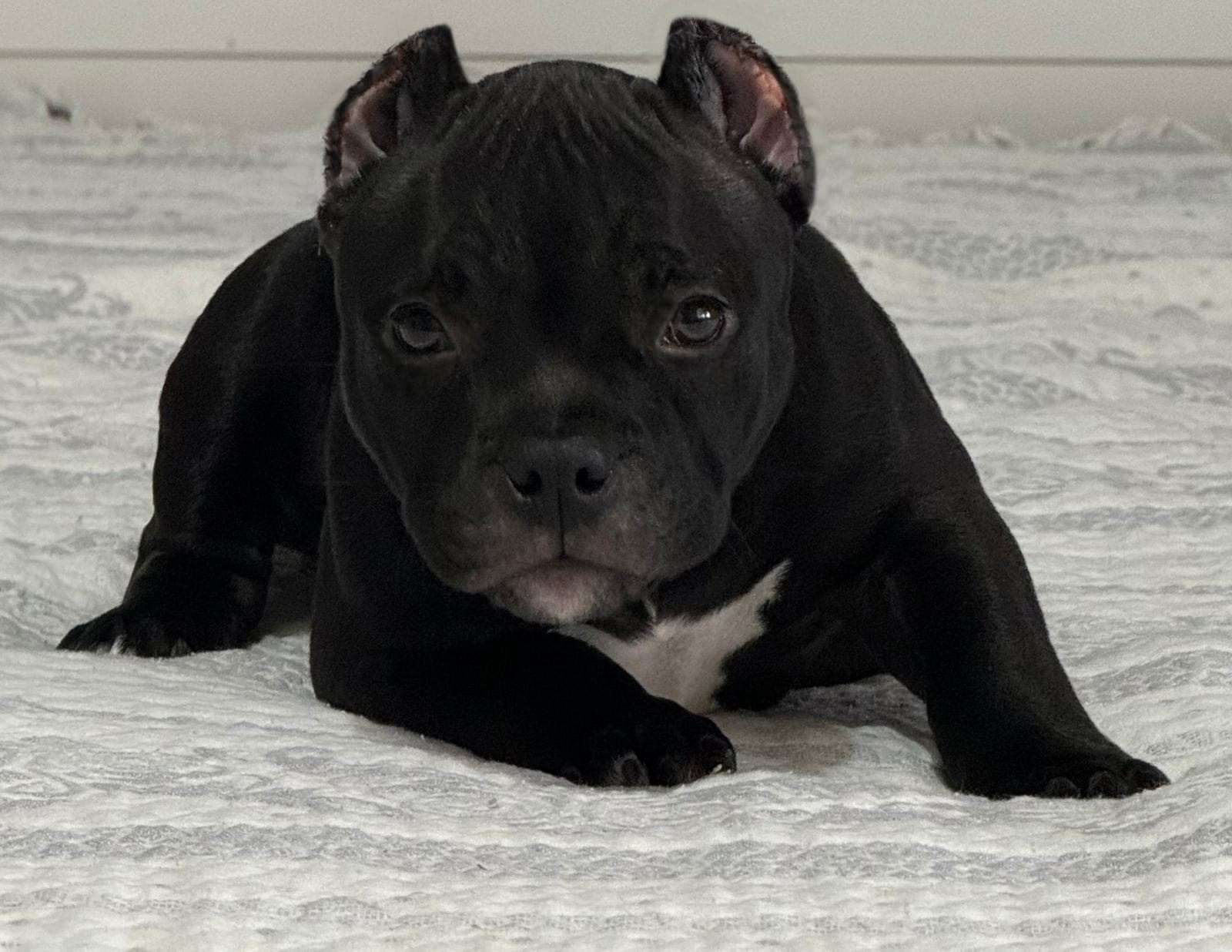 Дети Савана. ПИТОМНИК СОБАК ПОРОДЫ АМЕРИКАНСКИЙ БУЛЛИ